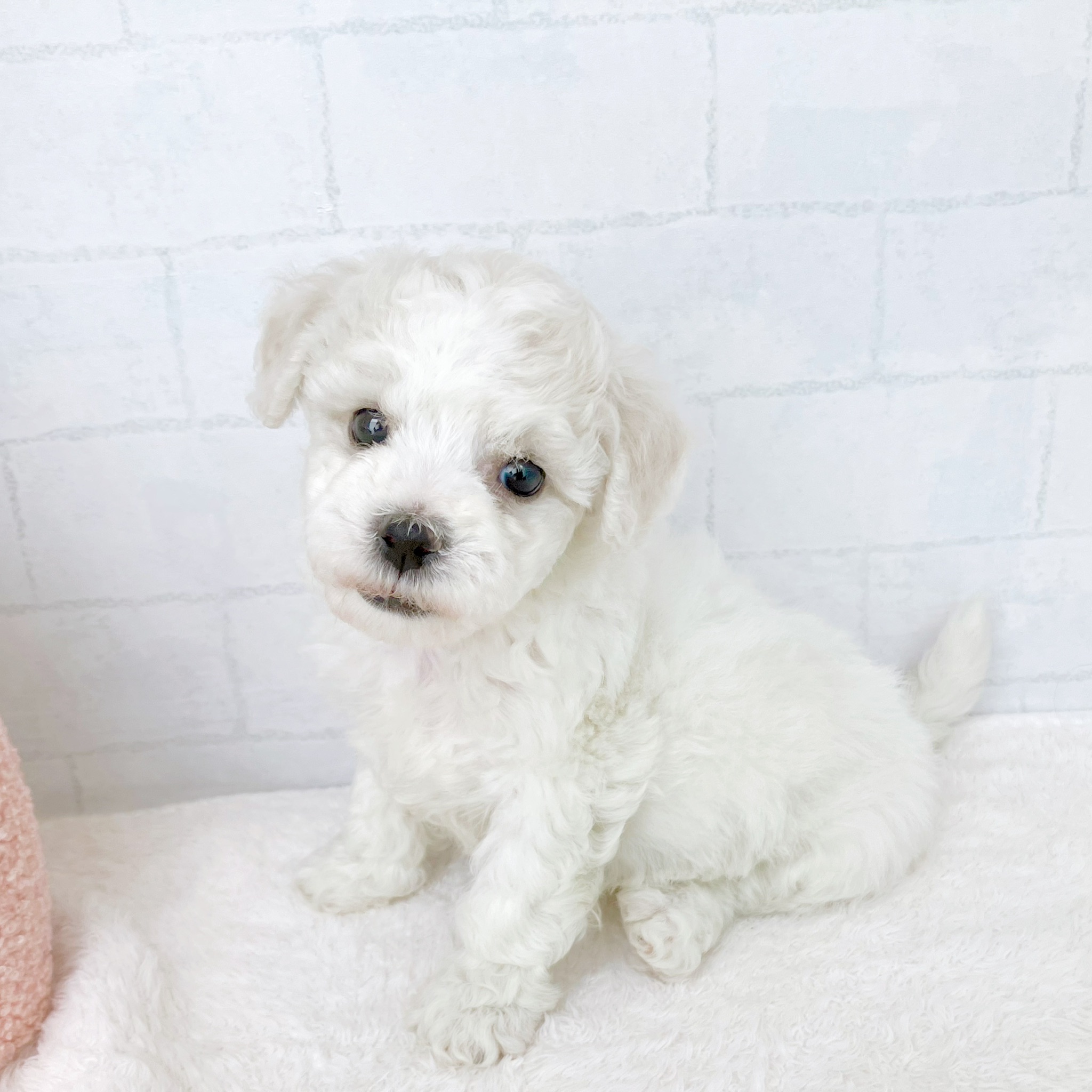 石川県のビションフリーゼ (犬の家＆猫の里金沢店/2026年1月13日生まれ/女の子/ホワイト)の子犬の2枚目の画像