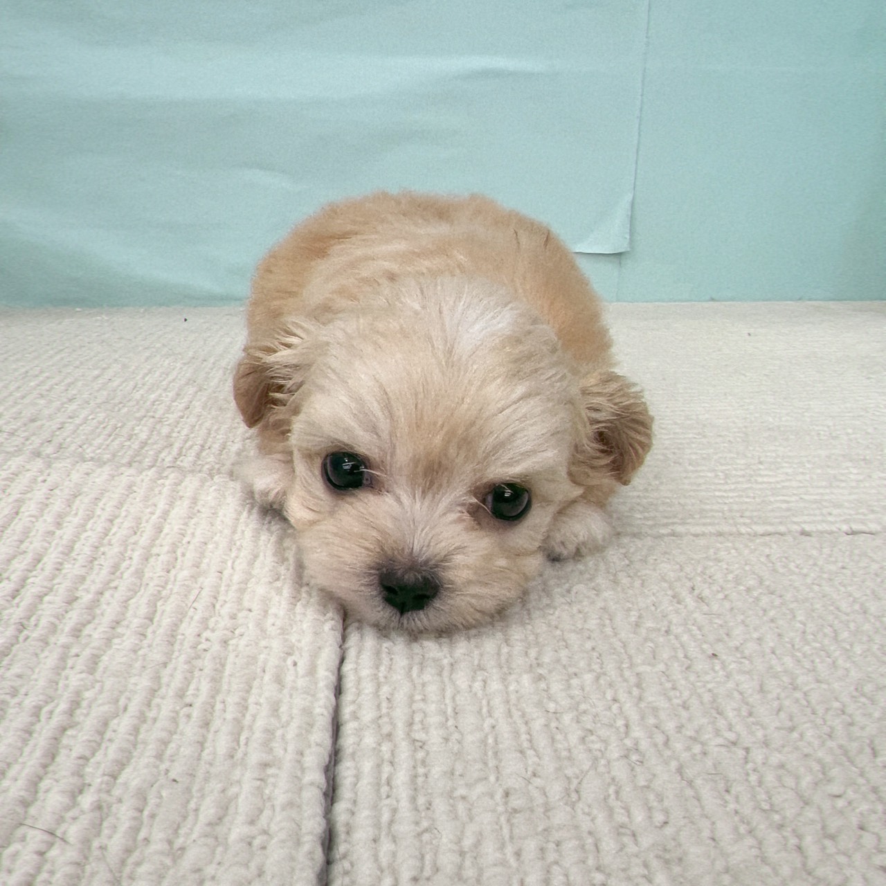 愛知県のチワプー/プーチー(チワワ×プードル) (犬の家＆猫の里春日井本店/2025年9月25日生まれ/女の子/アプリコットホワイト)の子犬の1枚目の画像