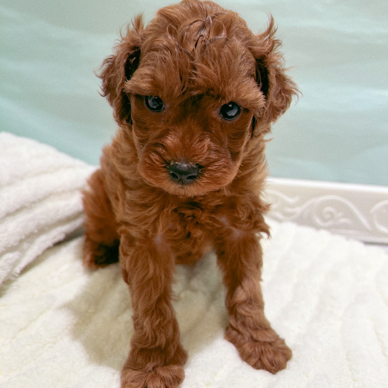 愛知県のトイプードル(トイ) (犬の家＆猫の里春日井本店/2025年9月30日生まれ/女の子/レッド)の子犬の1枚目の画像