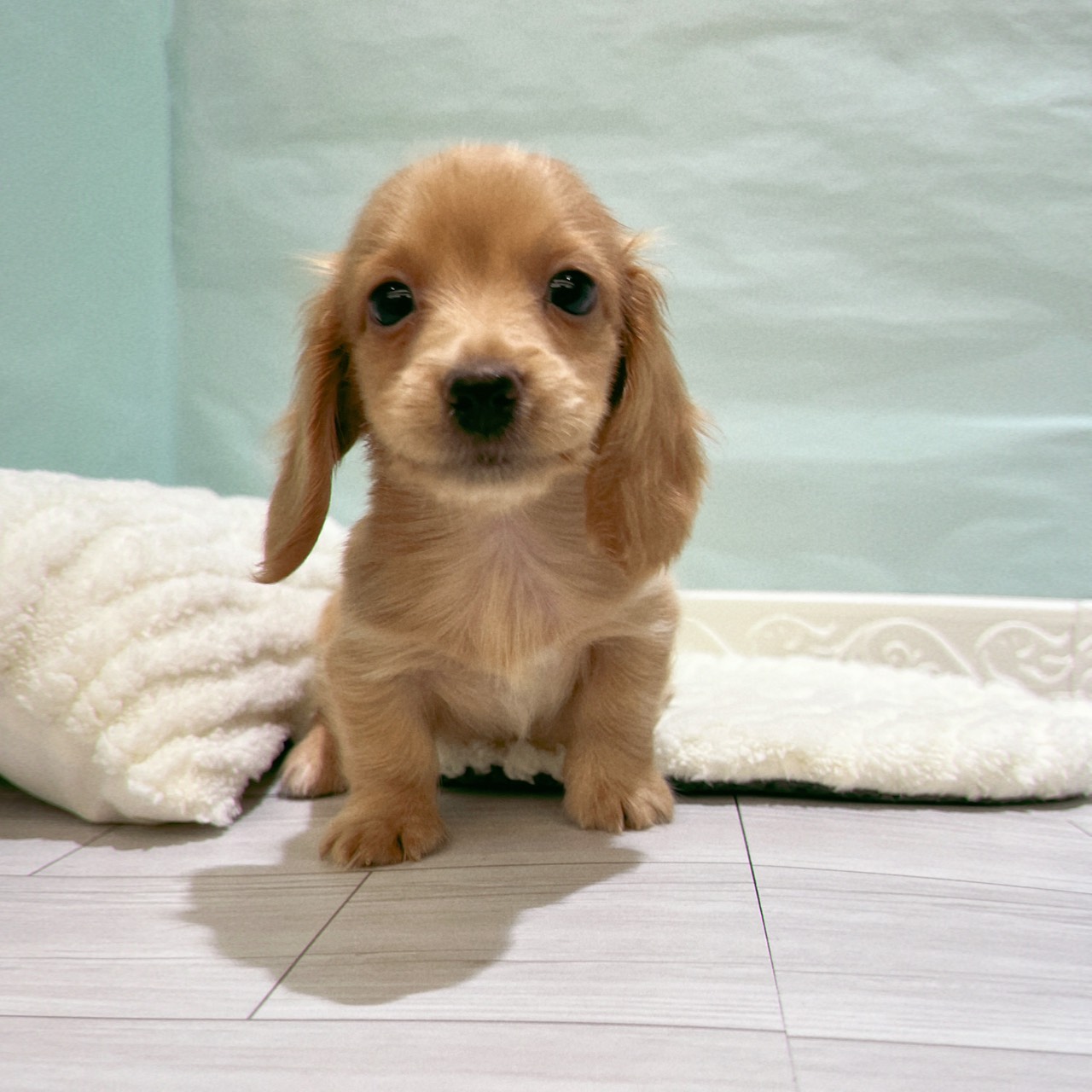 ミニチュアダックス男の子の写真
