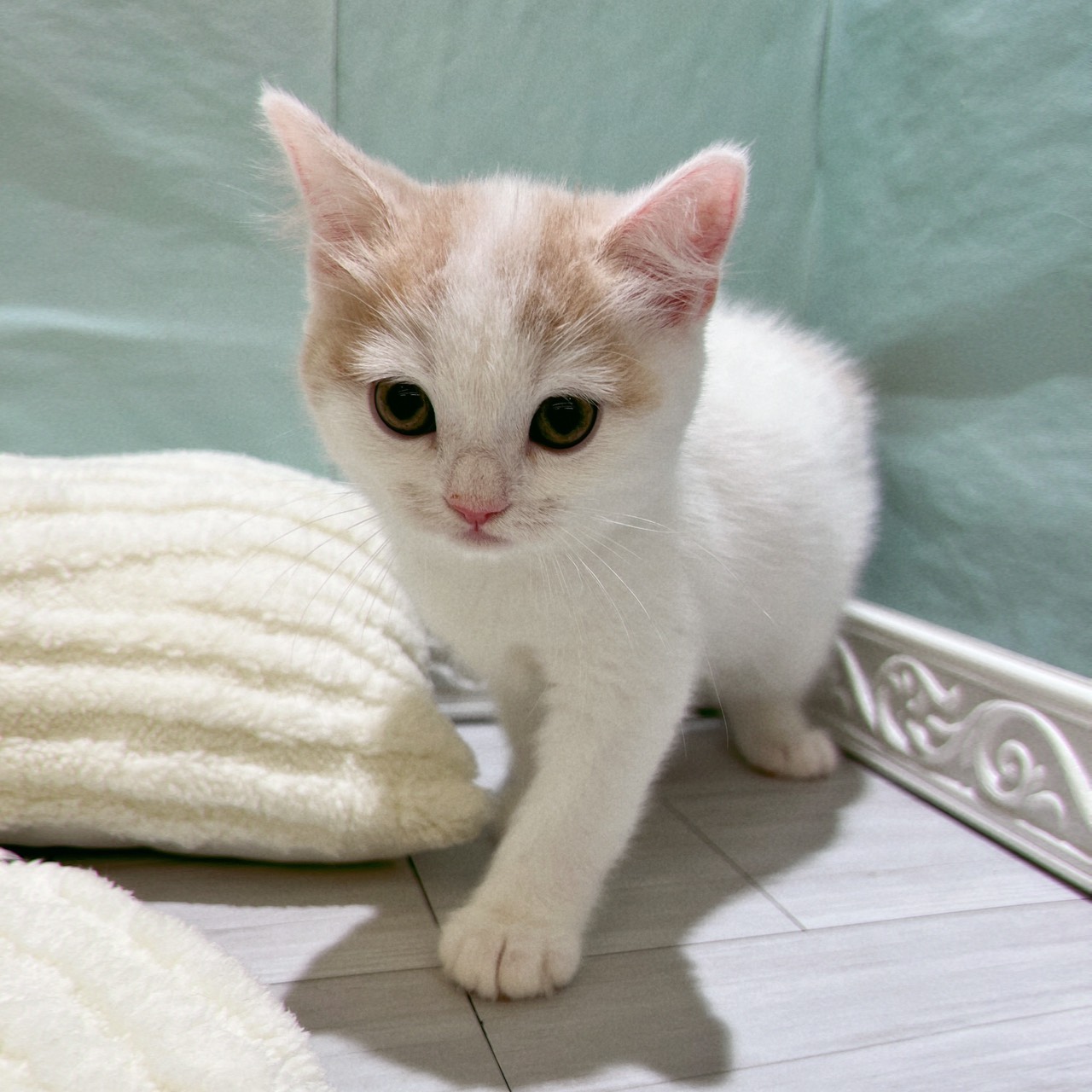 スコティッシュストレート男の子の写真