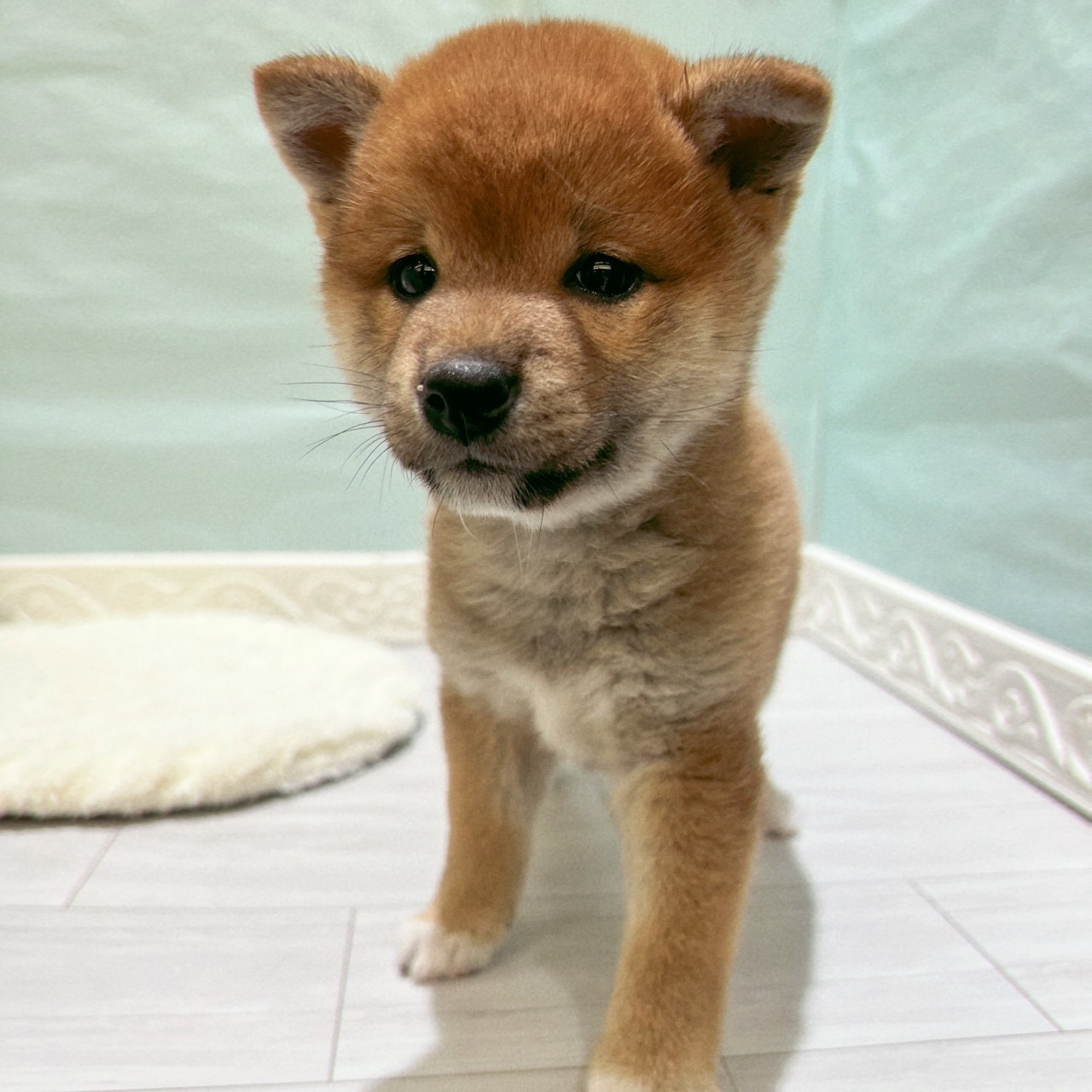 柴犬女の子の写真