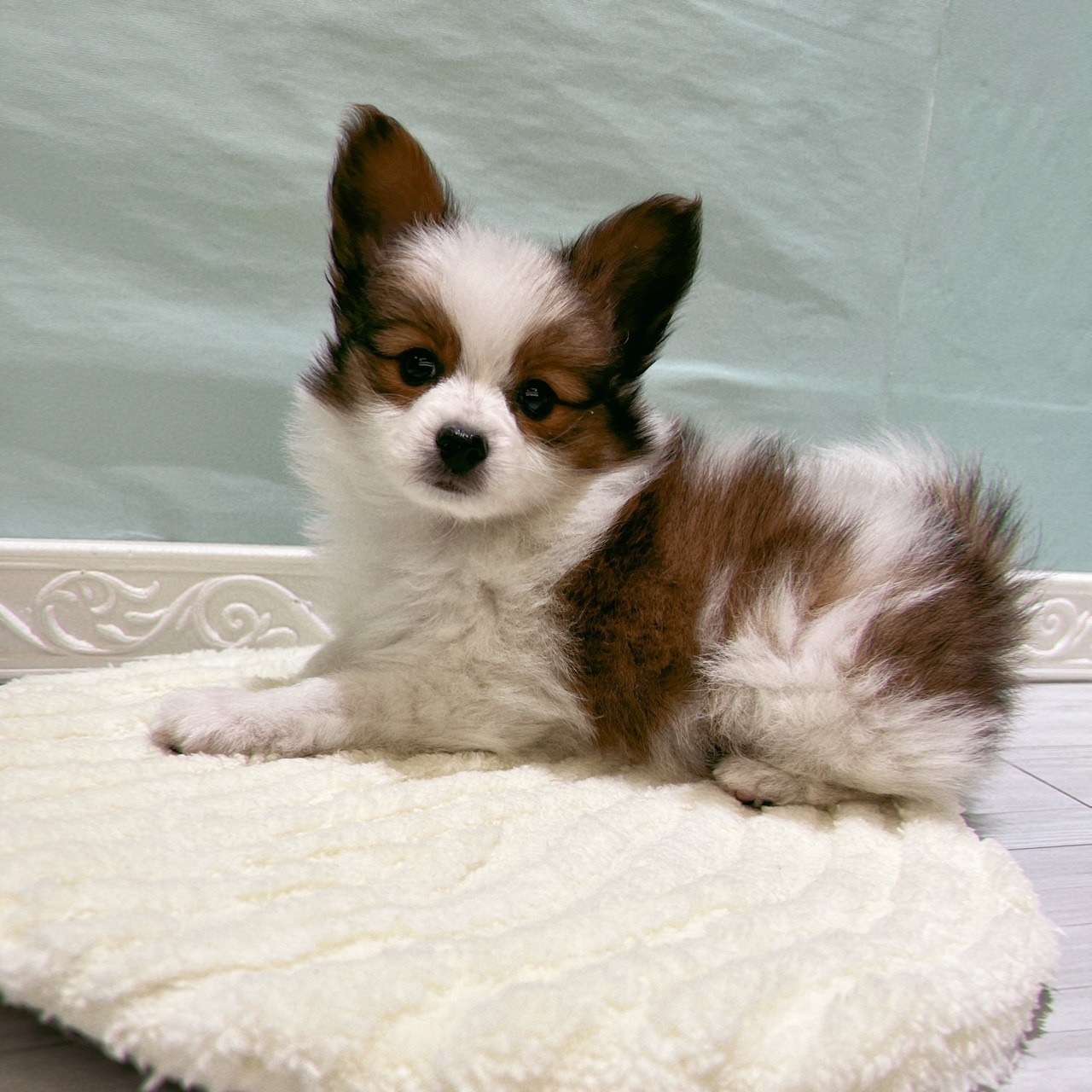 パピヨン男の子の写真