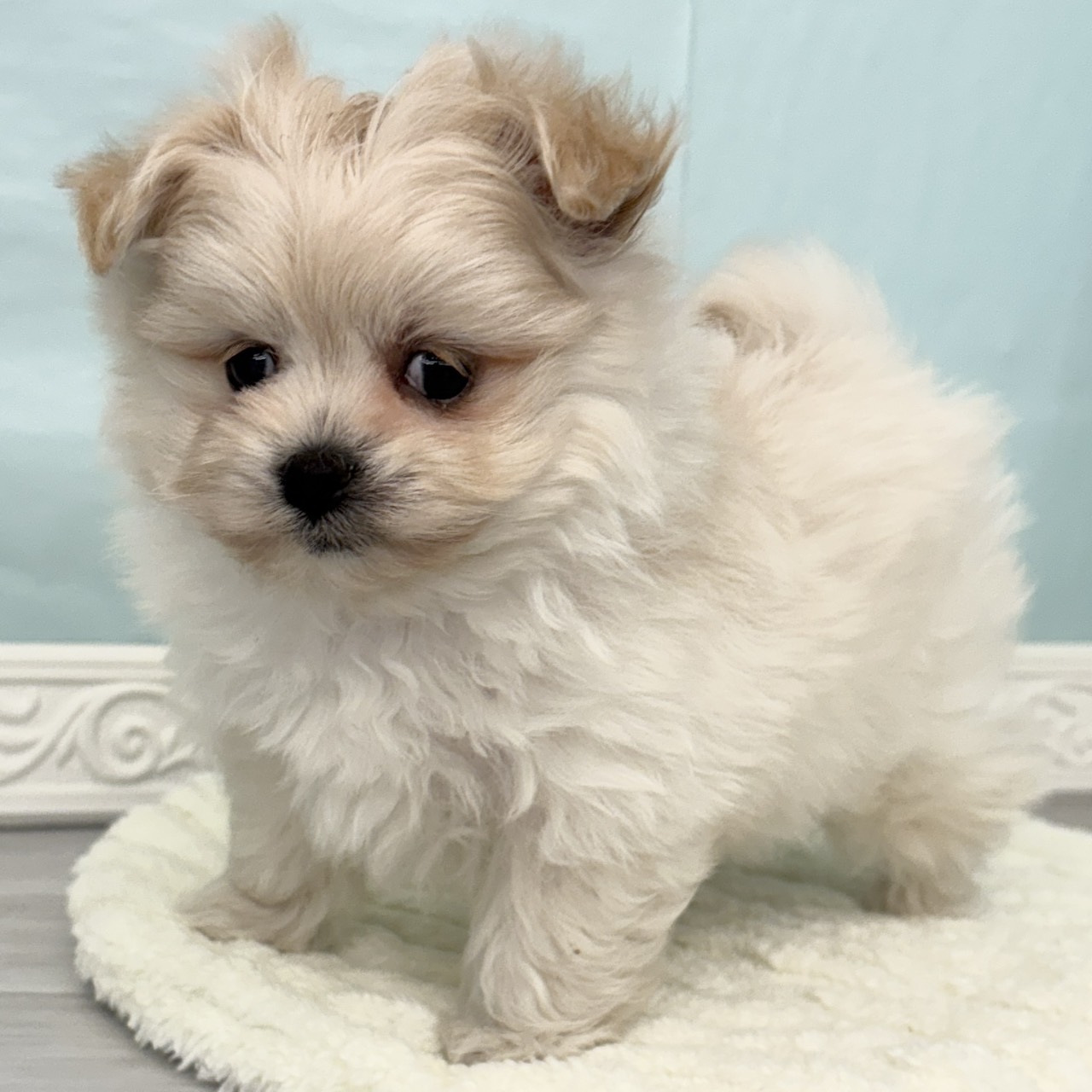 ハーフ犬女の子の写真