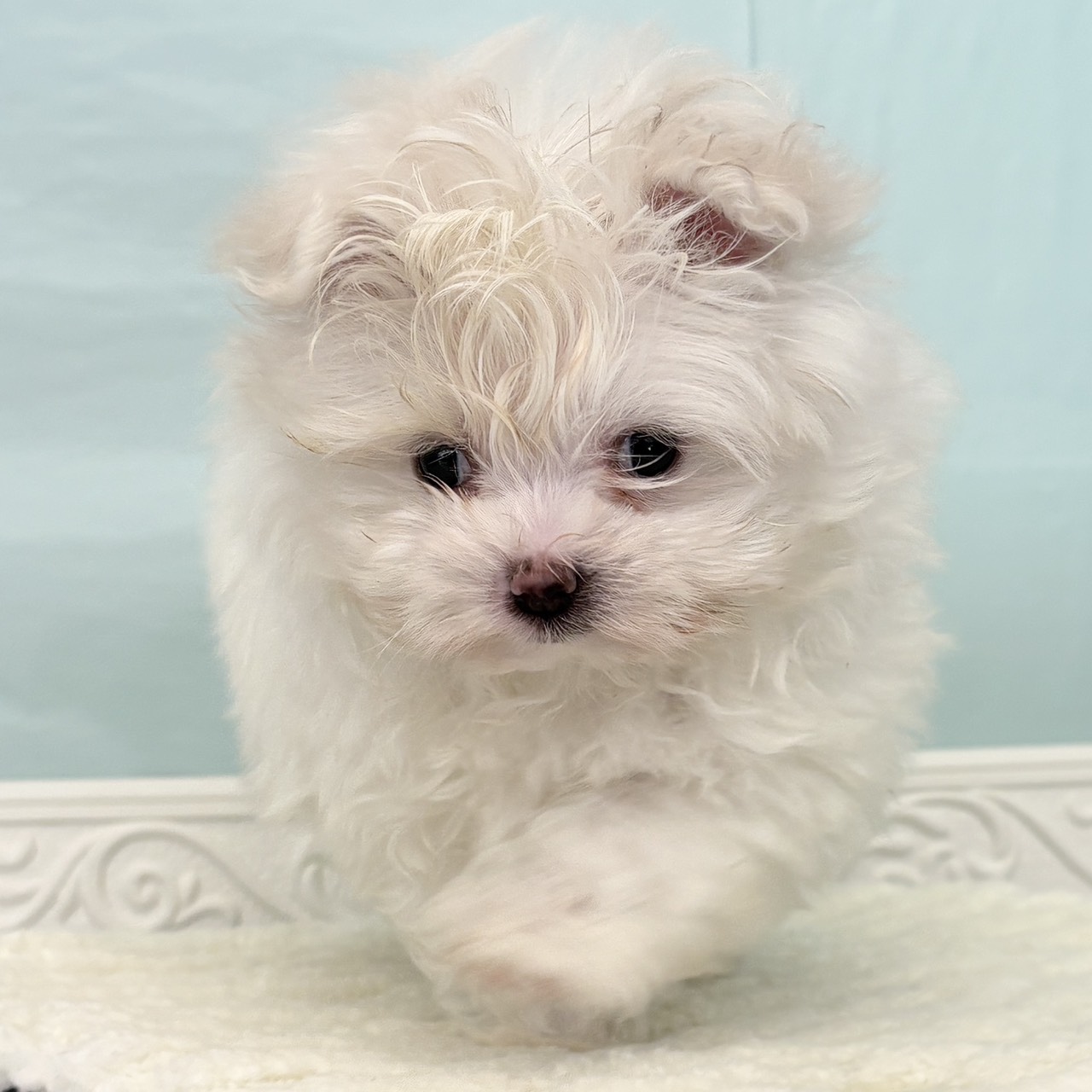 ハーフ犬女の子の写真