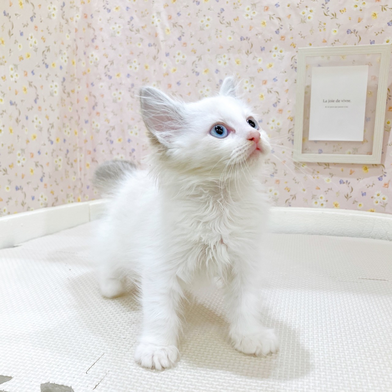 石川県のラグドール (犬の家＆猫の里金沢店/2025年10月17日生まれ/女の子/シールポイントバイカラー)の子猫の2枚目の画像