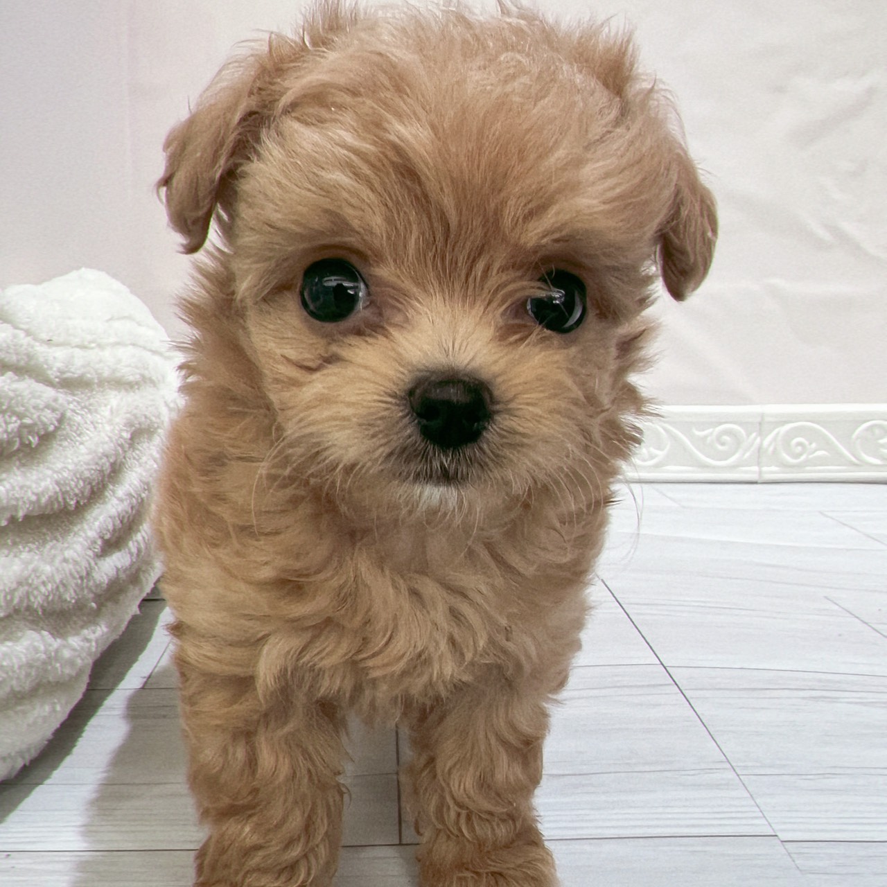 ハーフ犬男の子の写真