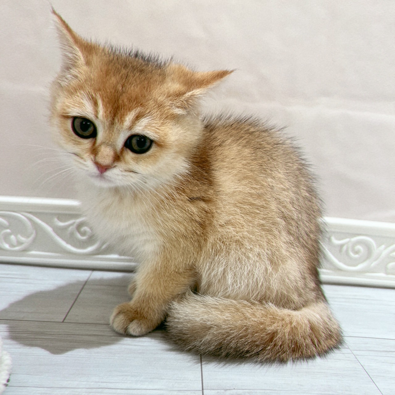 ブリティッシュショートヘア女の子の写真