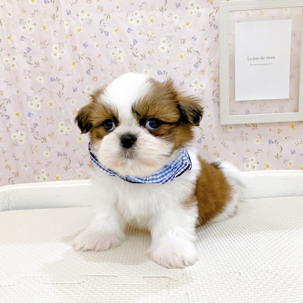 石川県のシーズー (犬の家＆猫の里金沢店/2025年10月27日生まれ/男の子/ゴールドホワイト)の子犬の2枚目の画像