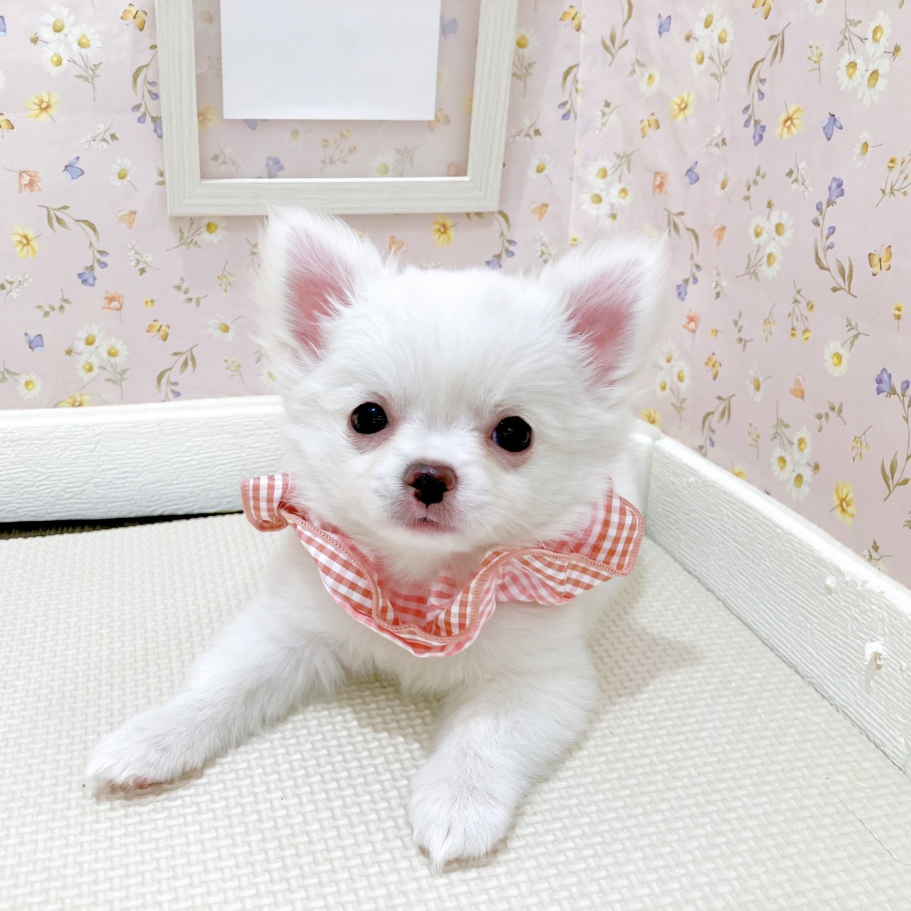 石川県のチワワ(ロング) (犬の家＆猫の里金沢店/2025年10月20日生まれ/女の子/クリームホワイト)の子犬の2枚目の画像