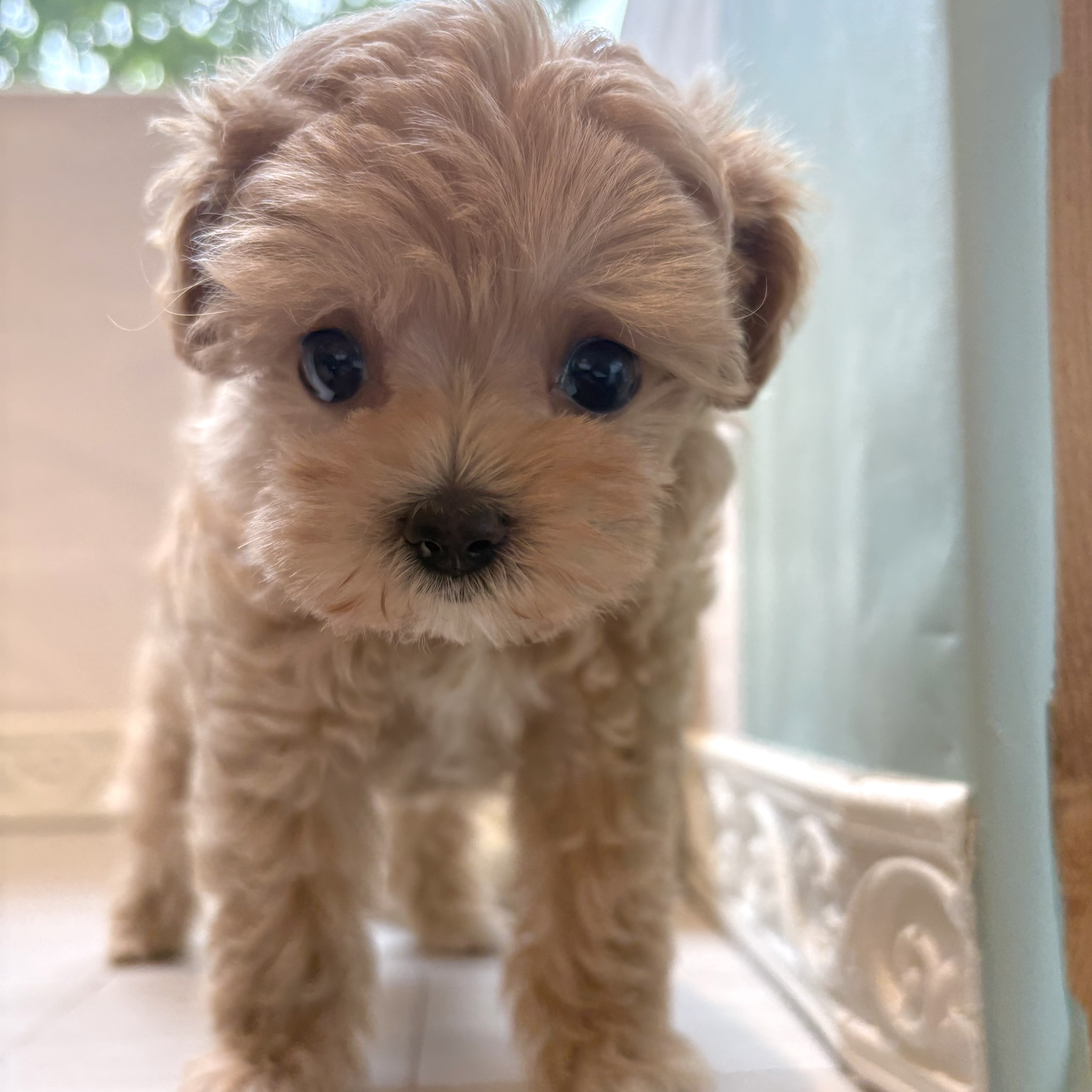 ハーフ犬女の子の写真