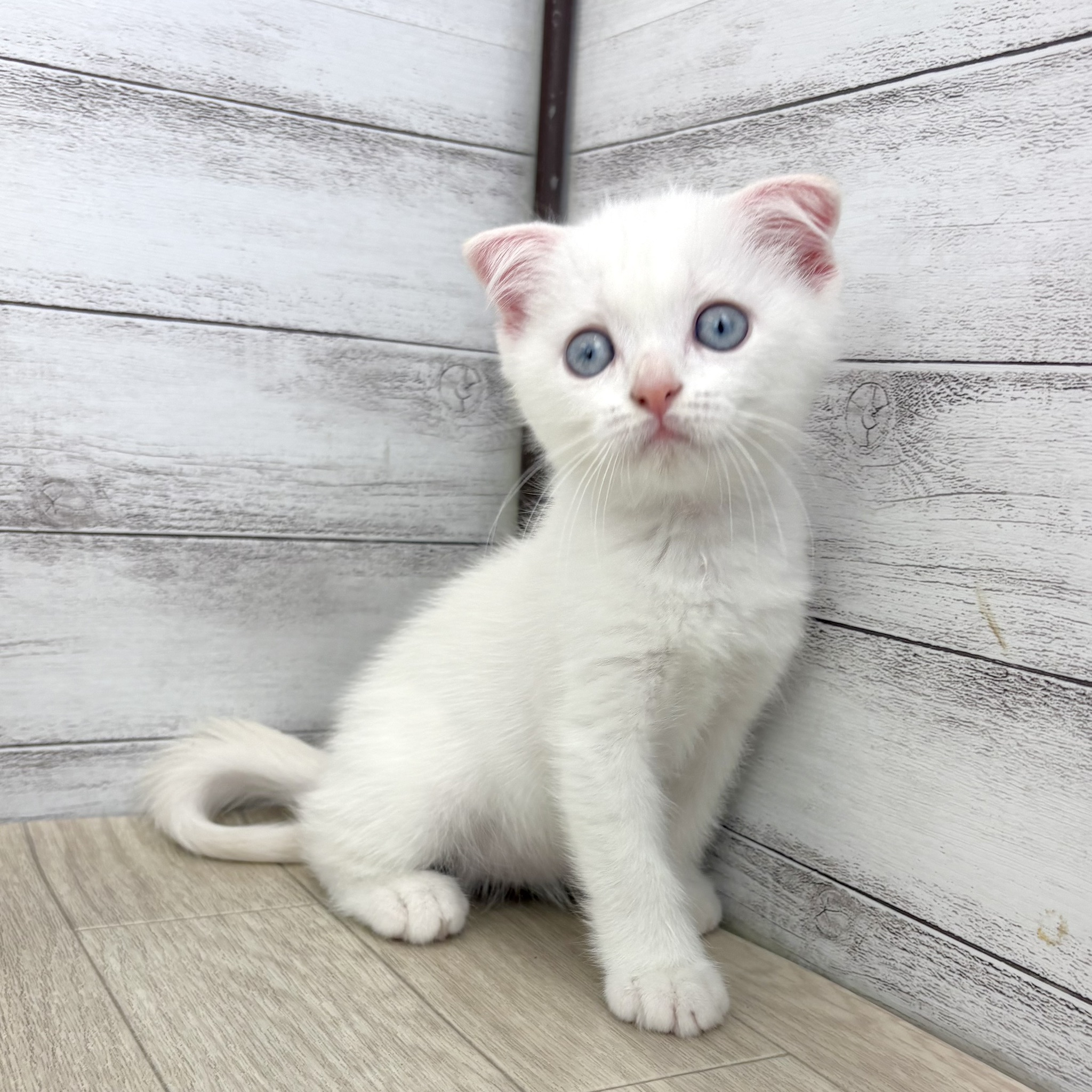 愛知県のスコティッシュフォールド (犬の家＆猫の里春日井本店/2026年4月10日生まれ/男の子/クリームポイントホワイト)の子猫の2枚目の画像