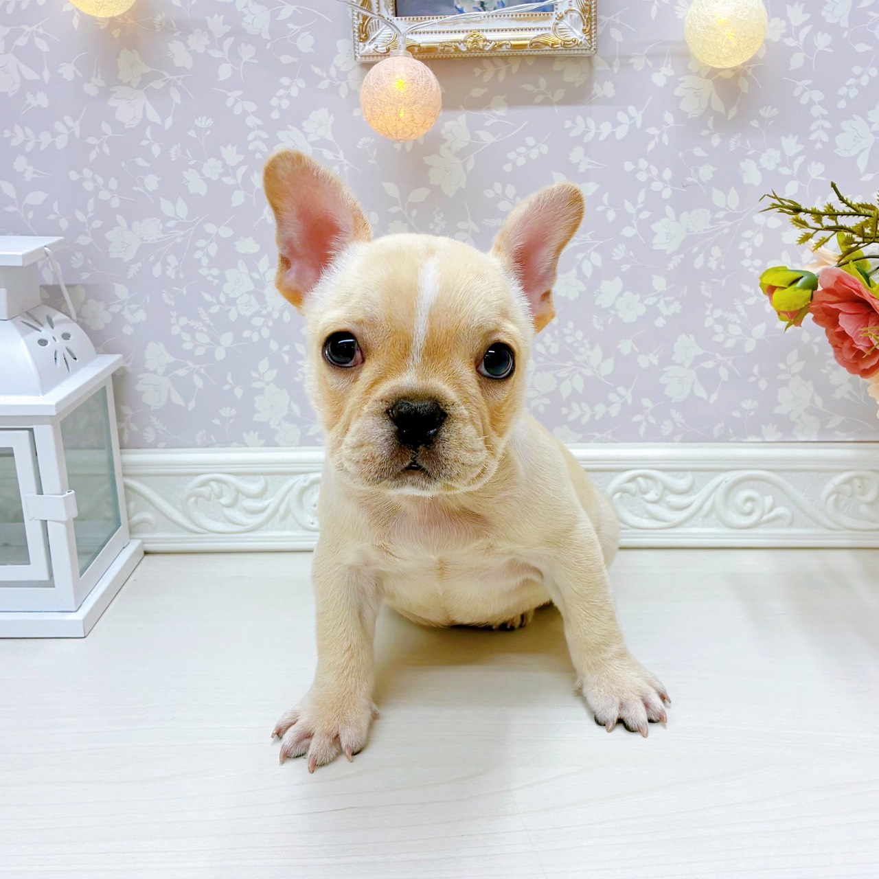 富山県のフレンチブルドッグ (犬の家＆猫の里アミーゴ山室店/2025年12月5日生まれ/女の子/クリーム)の子犬の1枚目の画像
