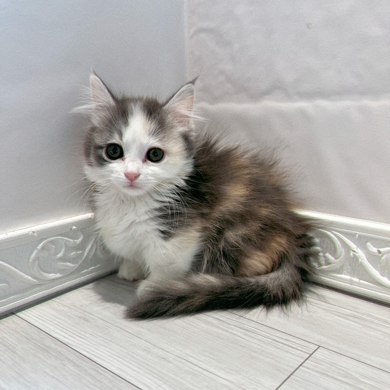 愛知県のマンチカン (犬の家＆猫の里春日井本店/2025年12月31日生まれ/女の子/ブルーシルバーパッチドタビーホワイト)の子猫の2枚目の画像