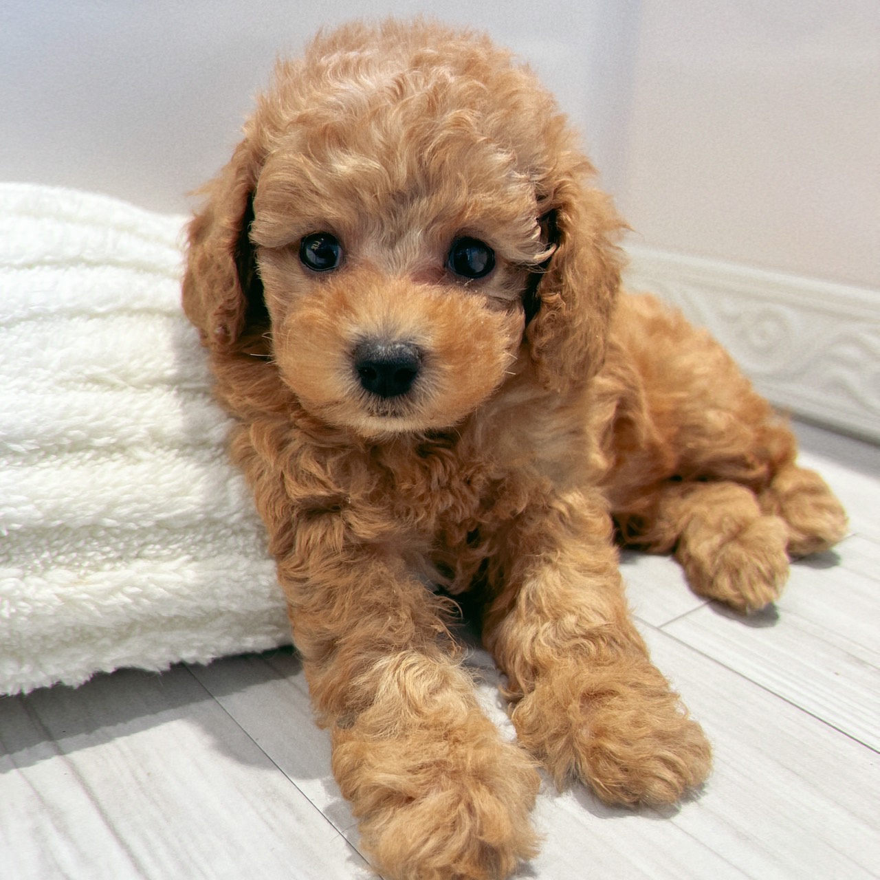 愛知県のトイプードル(トイ) (犬の家＆猫の里春日井本店/2026年2月2日生まれ/男の子/オレンジフォーン)の子犬の1枚目の画像