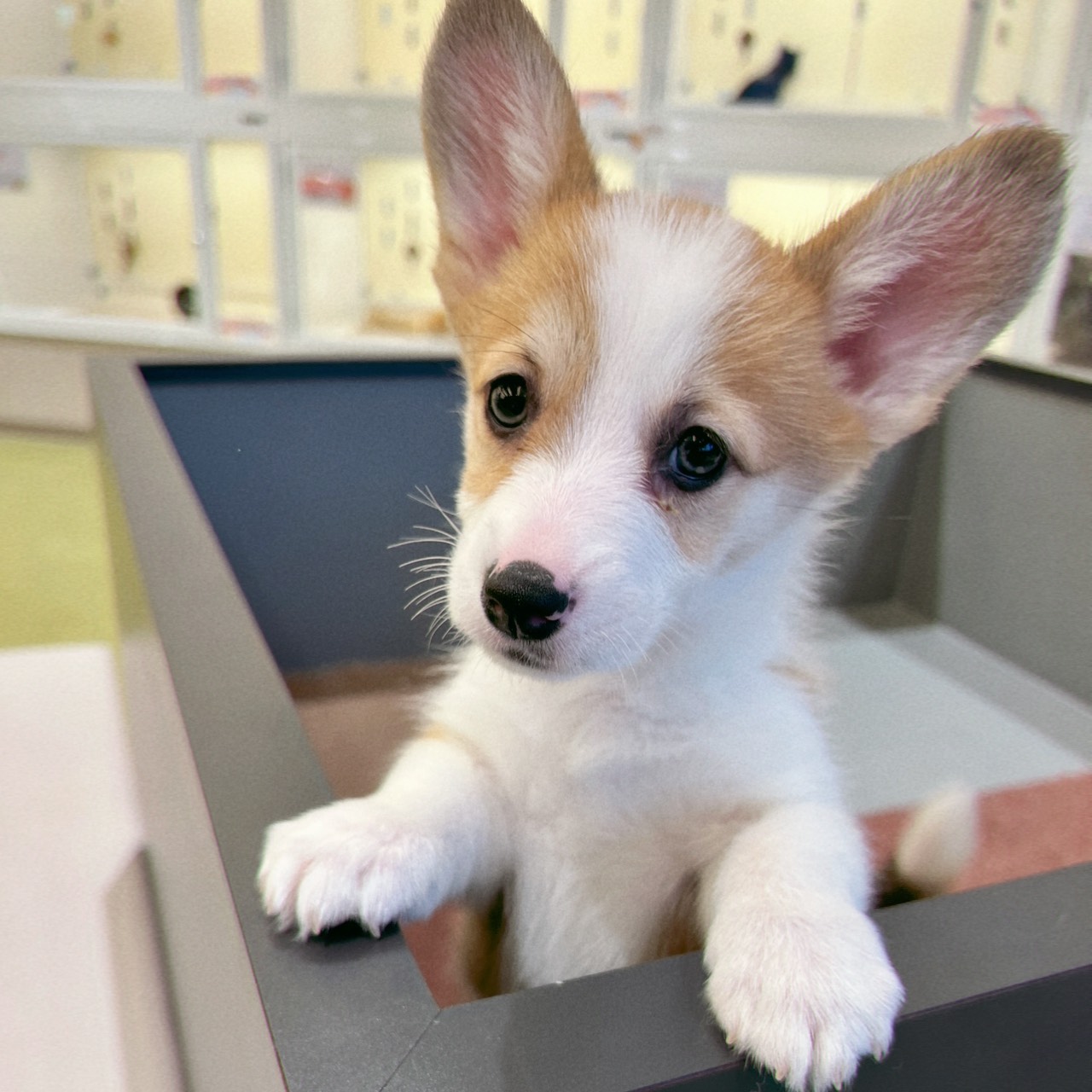 コーギー女の子の写真