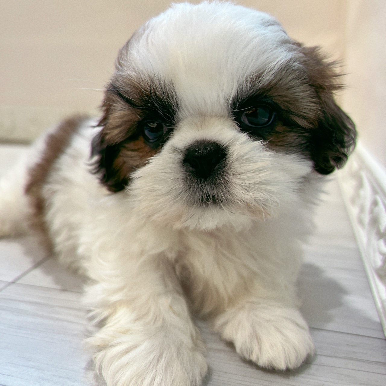 愛知県のシーズー (犬の家＆猫の里春日井本店/2026年2月3日生まれ/女の子/ゴールドホワイト)の子犬の2枚目の画像