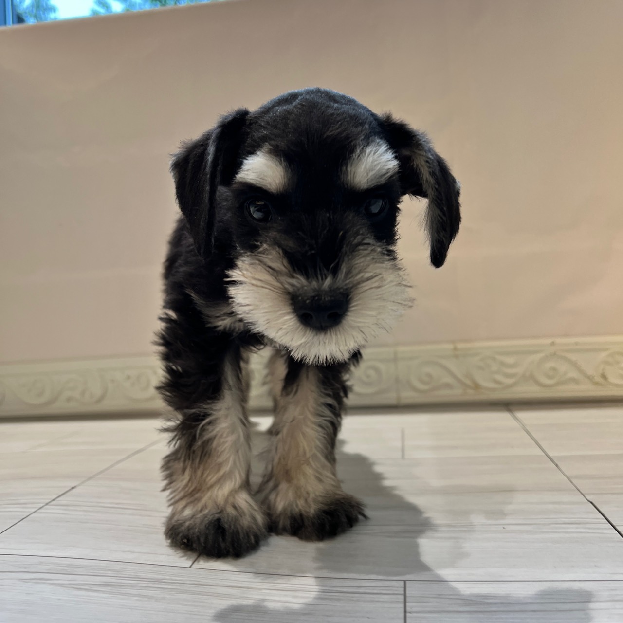 愛知県のミニチュアシュナウザー (犬の家＆猫の里春日井本店/2026年2月7日生まれ/男の子/ブラックシルバー)の子犬の2枚目の画像