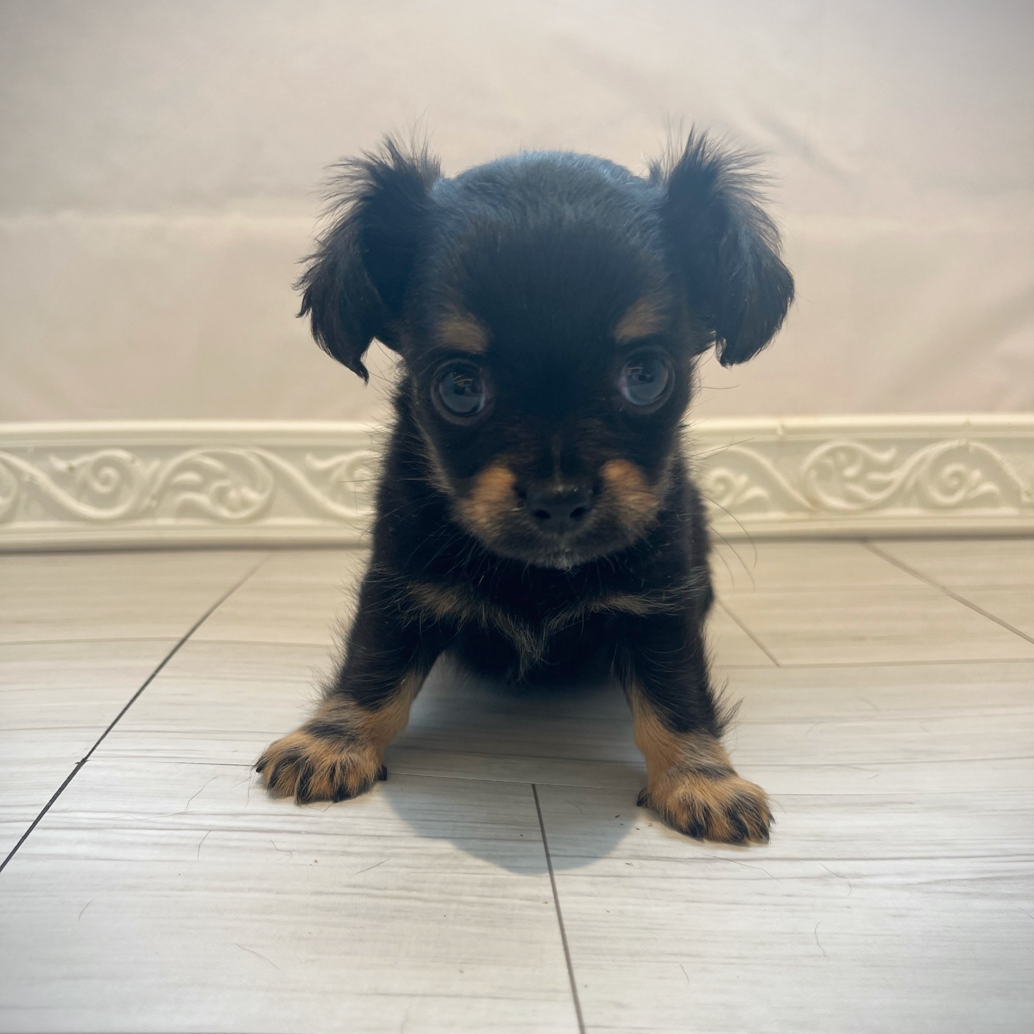 愛知県のチワックス(チワワ×ダックス) (犬の家＆猫の里春日井本店/2025年12月16日生まれ/男の子/ブラックタン)の子犬