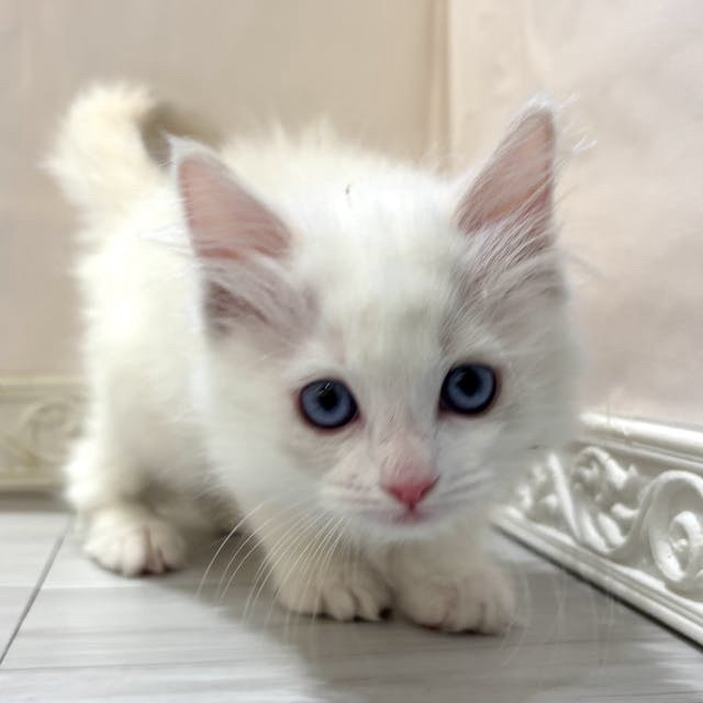 愛知県のラグドール (犬の家＆猫の里春日井本店/2026年1月8日生まれ/女の子/ブルークリームポイントバイカラー)の子猫の1枚目の画像