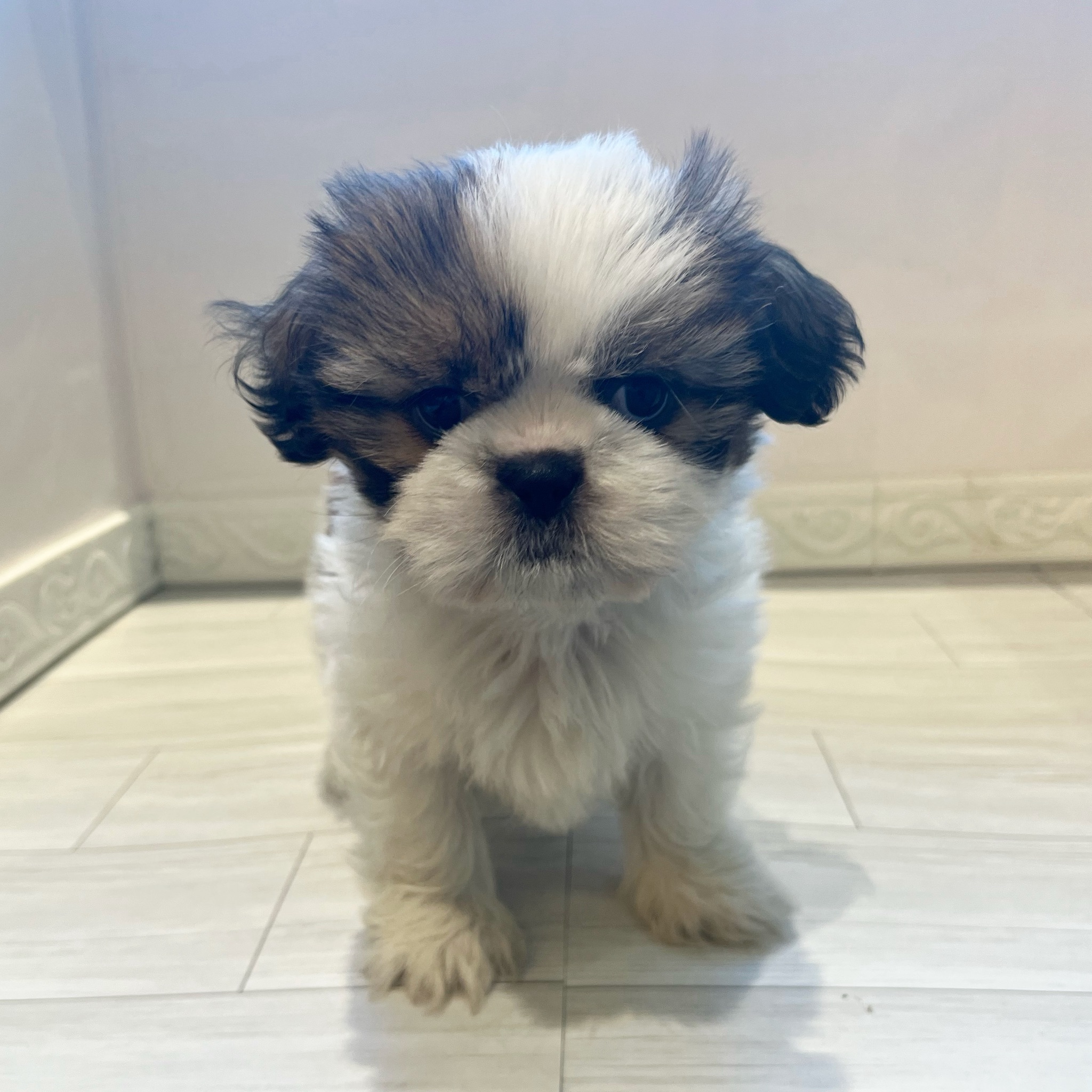 シーズー女の子の写真