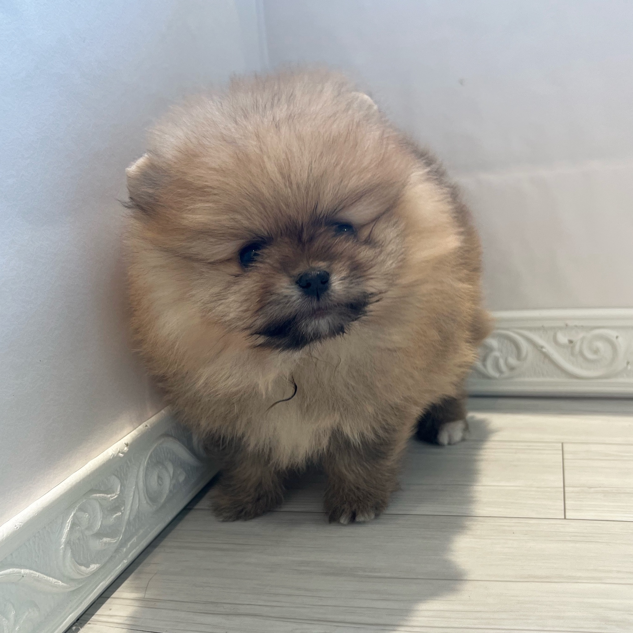 愛知県のポメラニアン (犬の家＆猫の里春日井本店/2026年1月20日生まれ/男の子/オレンジ)の子犬の2枚目の画像