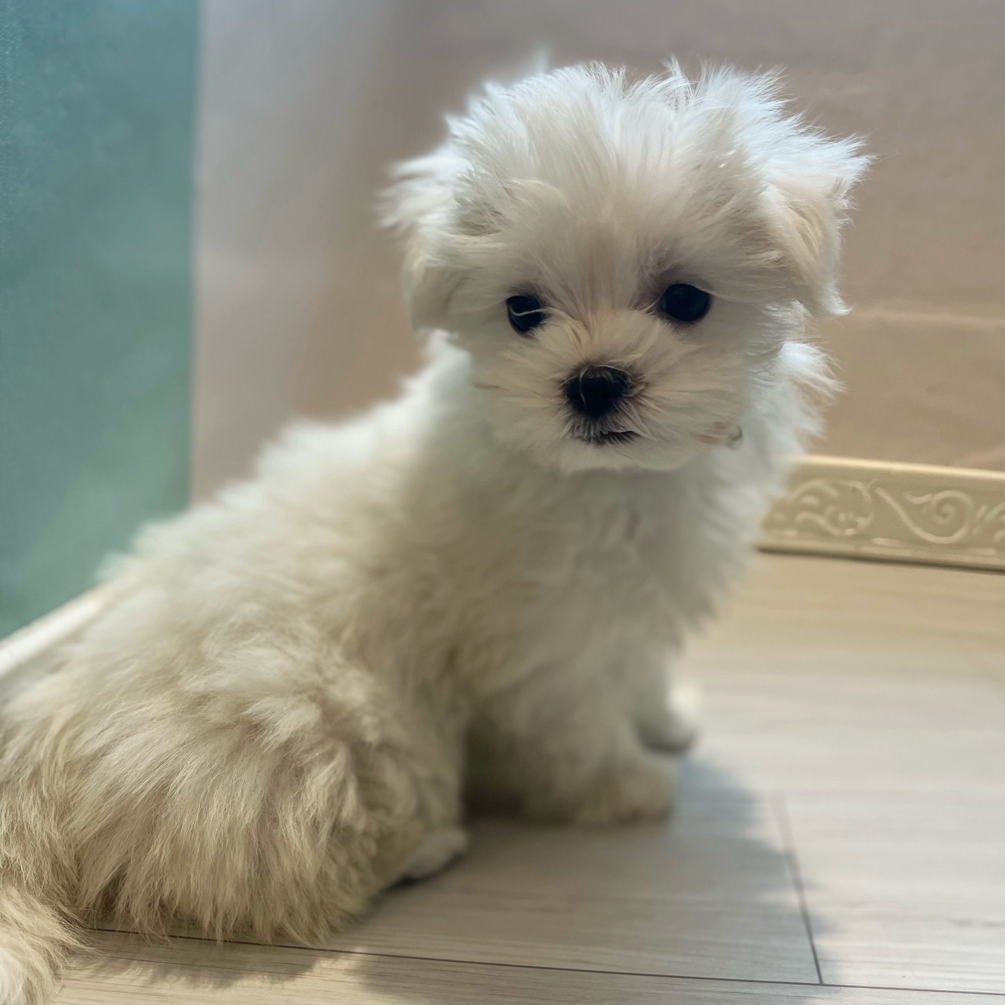 愛知県のマルチーズ (犬の家＆猫の里春日井本店/2026年1月13日生まれ/女の子/ホワイト)の子犬の1枚目の画像