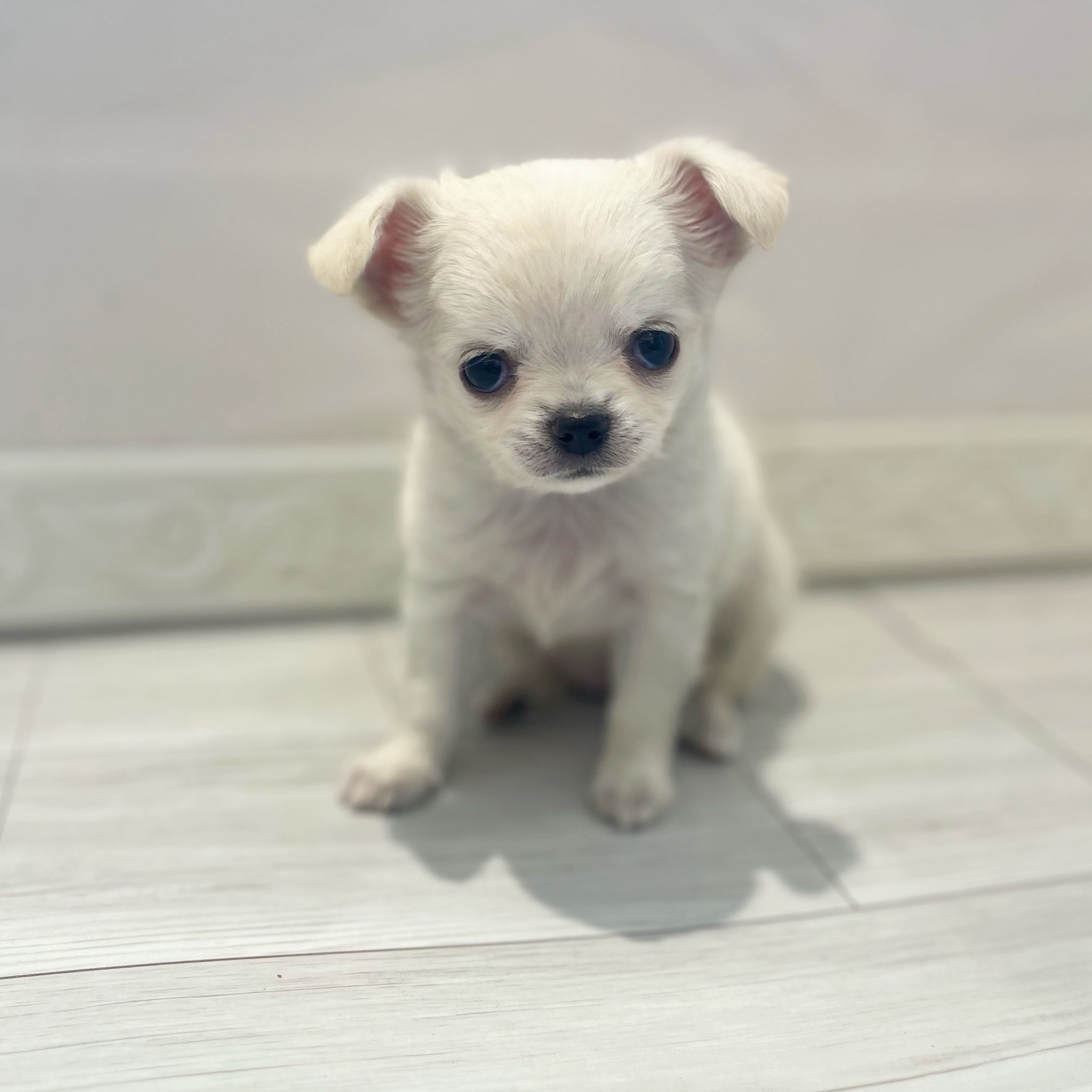 チワワ(ロング)女の子の写真