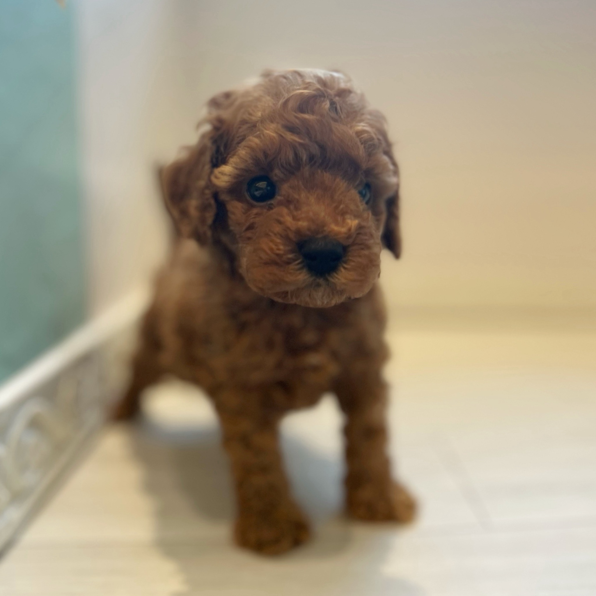 トイプードル男の子の写真