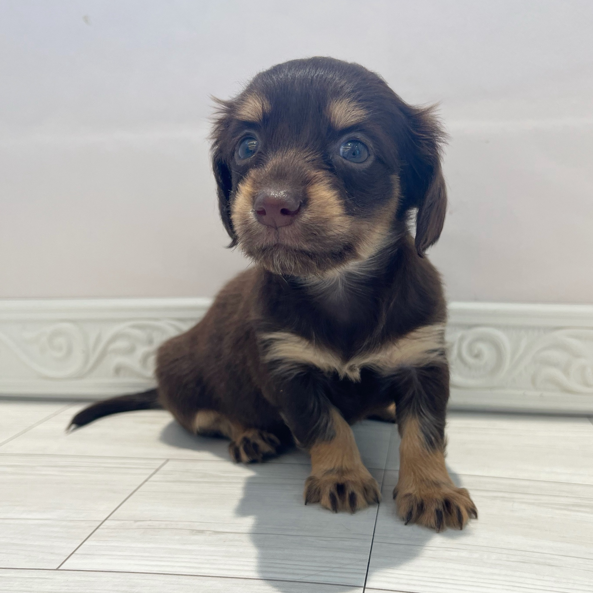 ハーフ犬女の子の写真