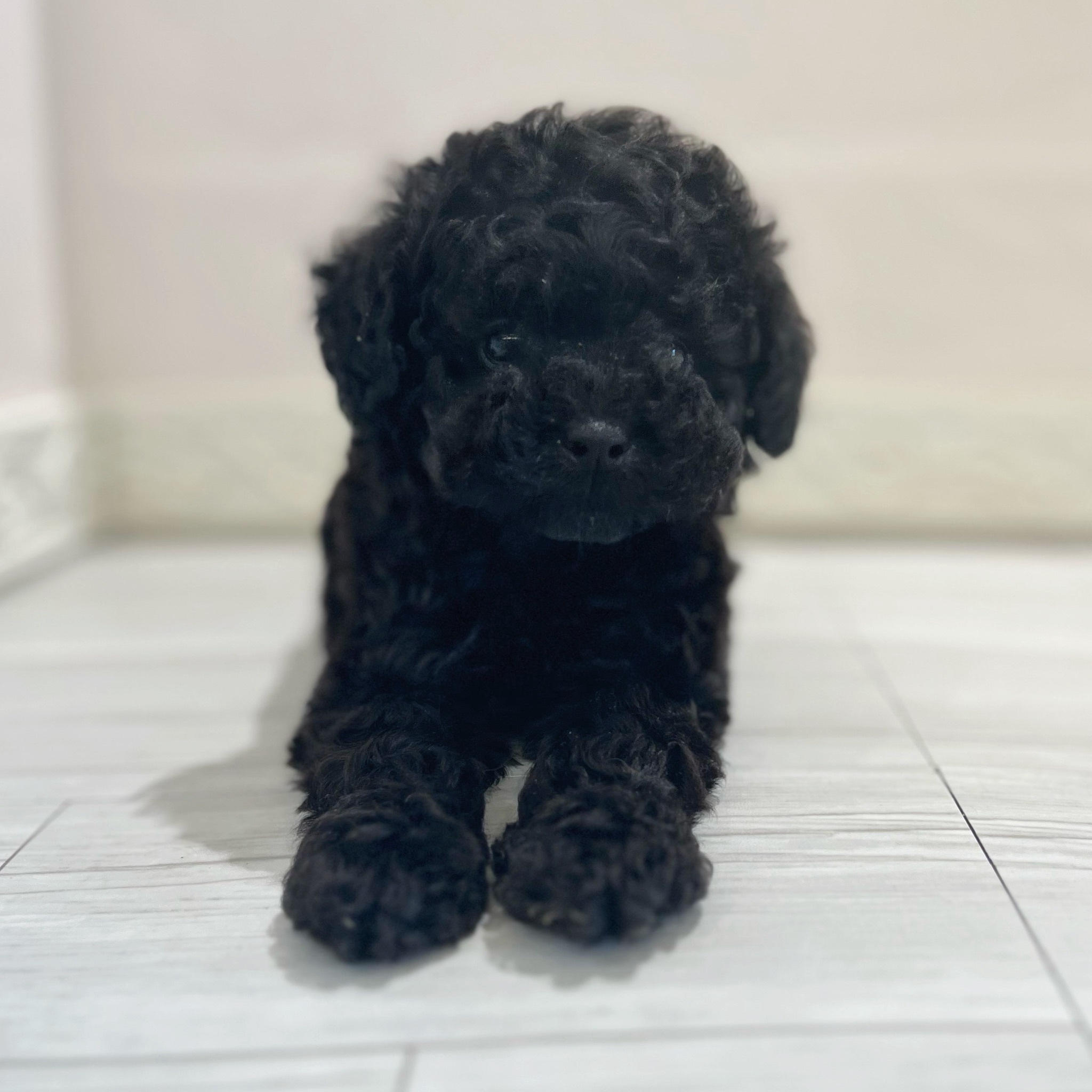 愛知県のトイプードル(トイ) (犬の家＆猫の里春日井本店/2026年3月1日生まれ/男の子/ブラック)の子犬の1枚目の画像