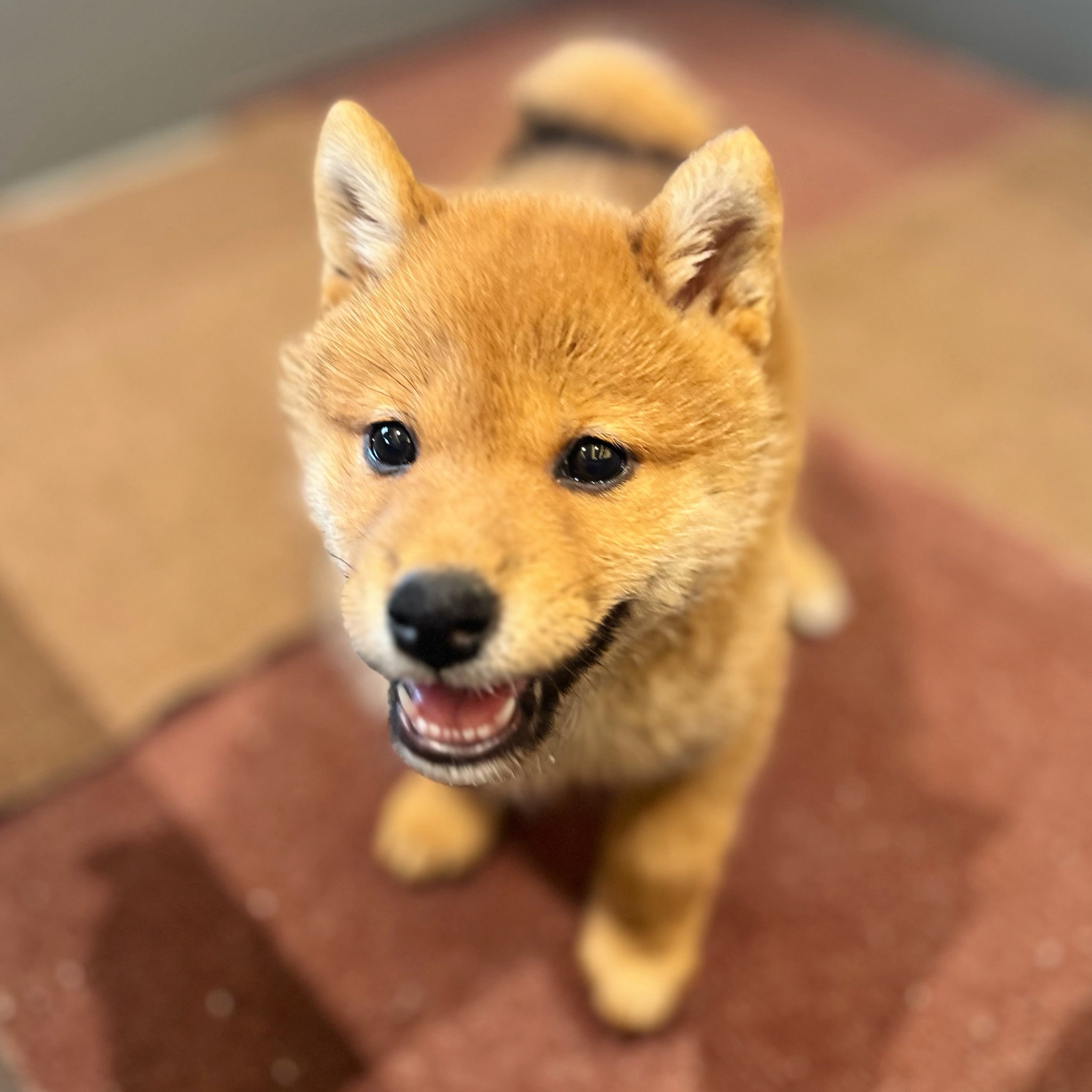 愛知県の柴犬(標準サイズ) (犬の家＆猫の里春日井本店/2026年3月10日生まれ/女の子/赤)の子犬の1枚目の画像