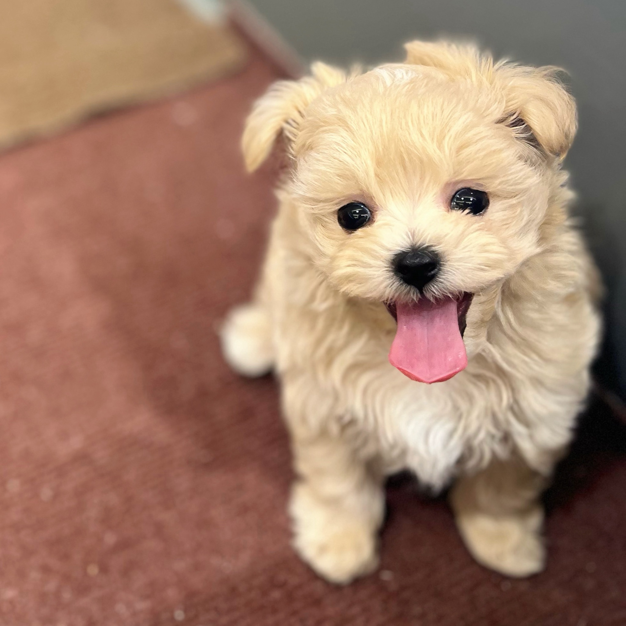 ハーフ犬男の子の写真