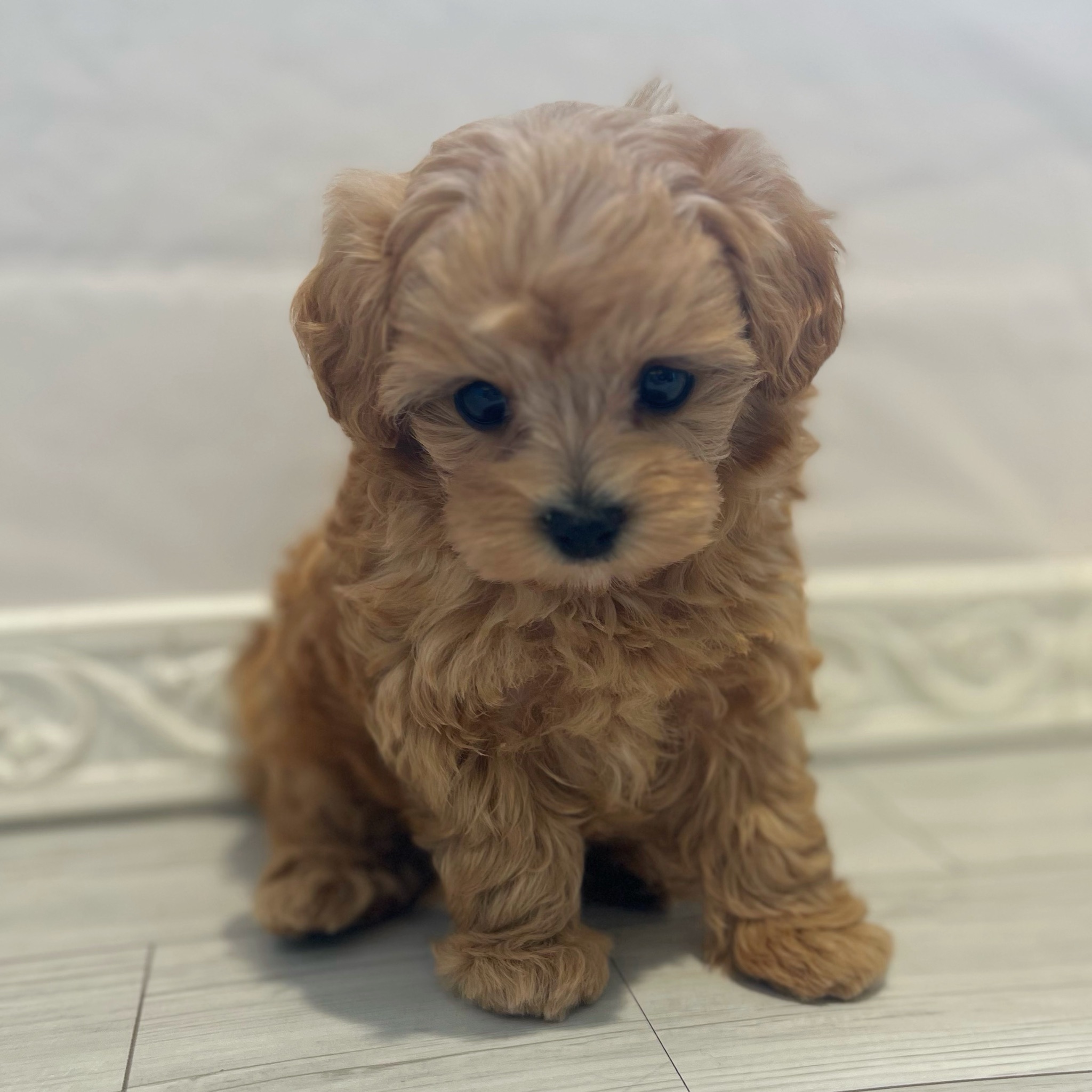 ハーフ犬男の子の写真