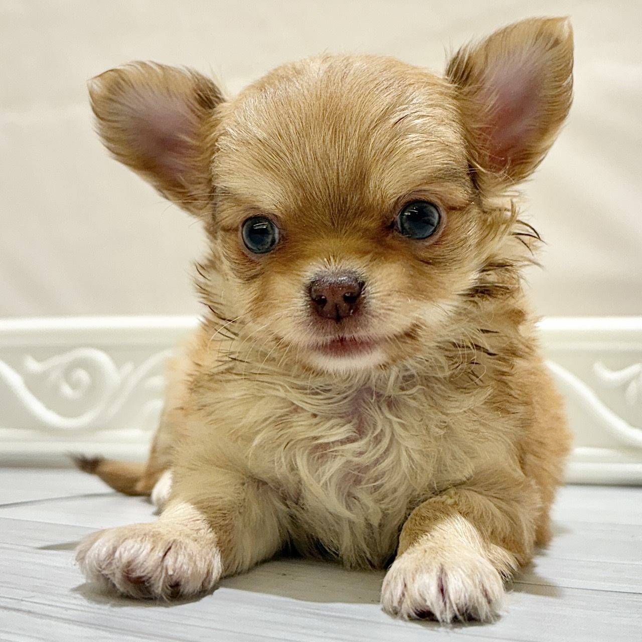 愛知県のチワワ(ロング) (犬の家＆猫の里春日井本店/2025年10月28日生まれ/男の子/フォーン)の子犬の1枚目の画像