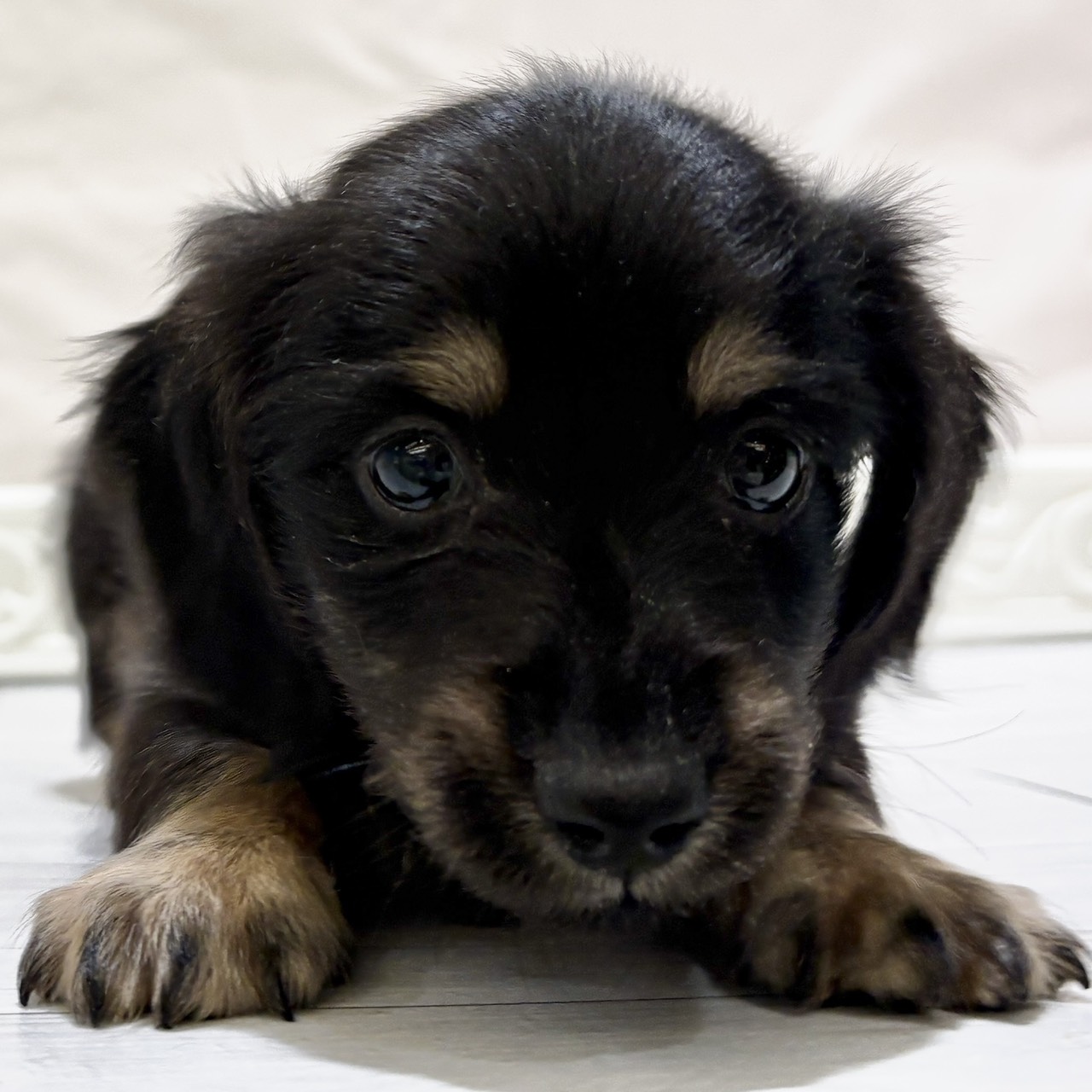 愛知県のミニチュアダックスフンド(ロング) (犬の家＆猫の里春日井本店/2025年10月28日生まれ/男の子/ブラックタン)の子犬の1枚目の画像