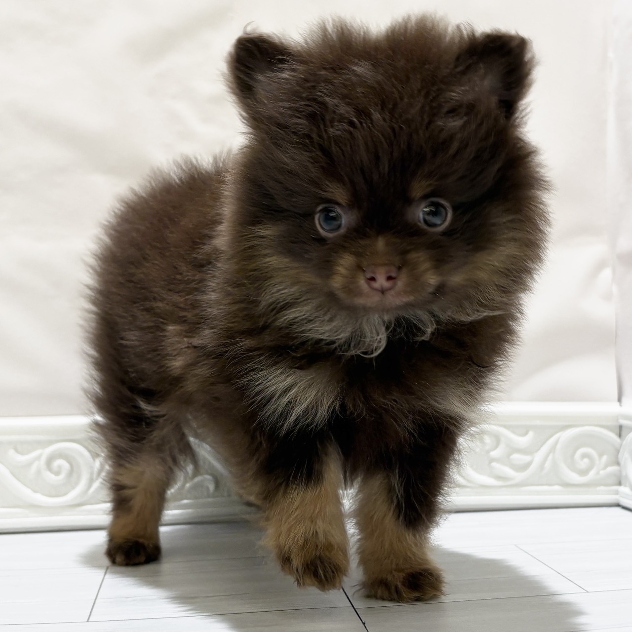 愛知県のポメラニアン (犬の家＆猫の里春日井本店/2025年10月26日生まれ/男の子/チョコレートタン)の子犬の1枚目の画像