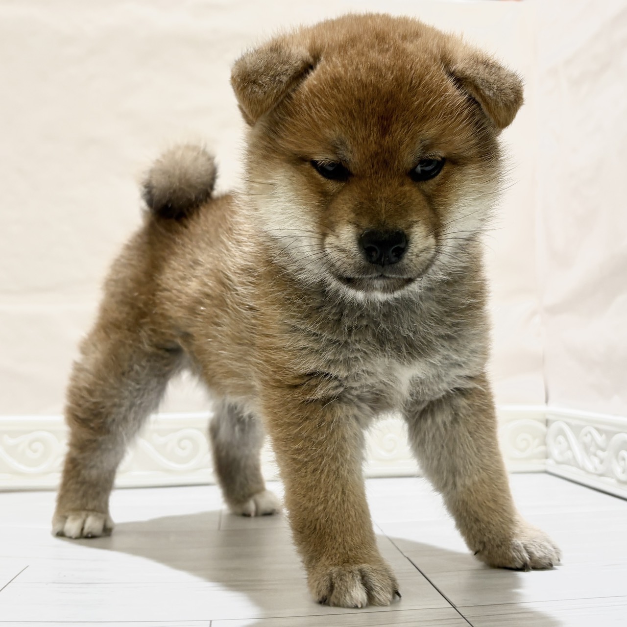 愛知県の柴犬(標準サイズ) (犬の家＆猫の里春日井本店/2025年10月26日生まれ/男の子/赤)の子犬の1枚目の画像