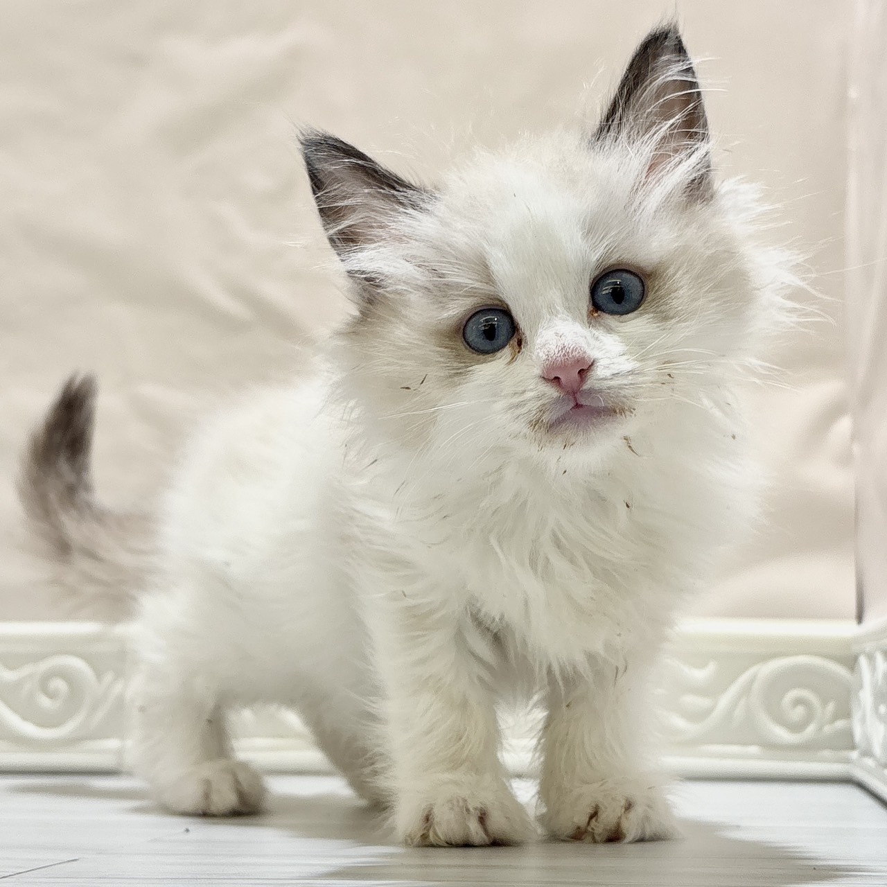 愛知県のラグドール (犬の家＆猫の里春日井本店/2025年10月23日生まれ/女の子/シールポイントバイカラー)の子猫の1枚目の画像