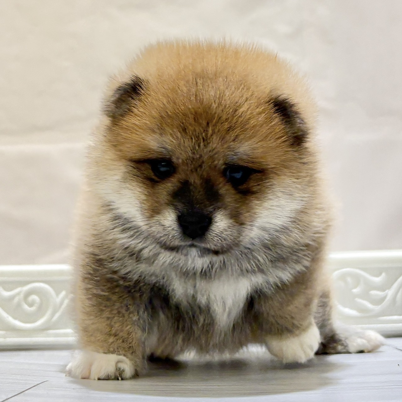 愛知県のポメ柴/豆ポメ/ポメ豆柴(ポメラニアン×柴犬) (犬の家＆猫の里春日井本店/2025年10月25日生まれ/男の子/赤)の子犬の1枚目の画像