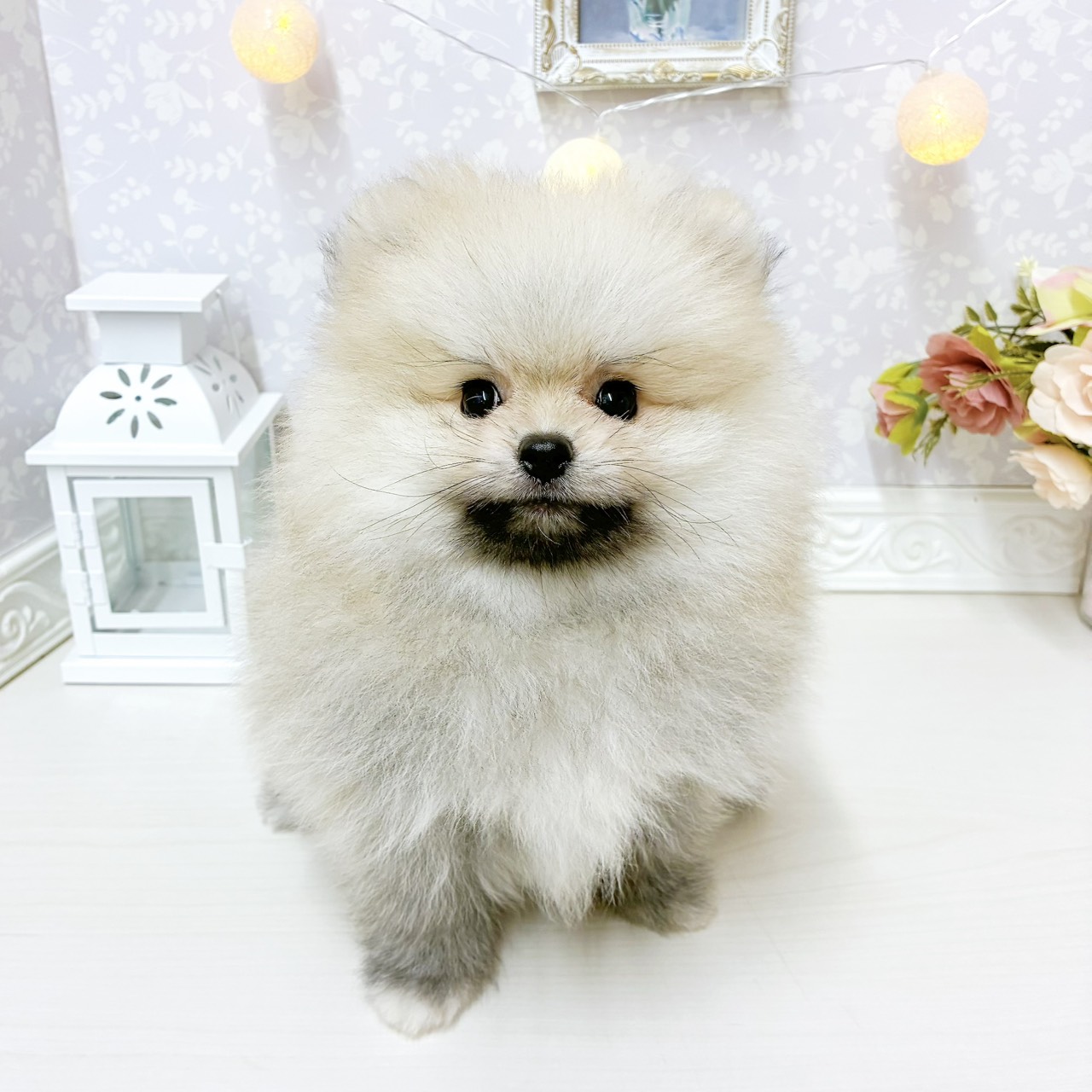 富山県のポメラニアン (犬の家＆猫の里アミーゴ山室店/2026年8月2日生まれ/男の子/クリームセーブル)の子犬の1枚目の画像