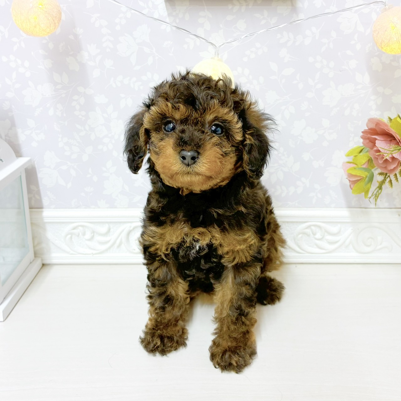 富山県のトイプードル(トイ) (犬の家＆猫の里アミーゴ山室店/2026年8月3日生まれ/女の子/ブリンドル)の子犬の1枚目の画像