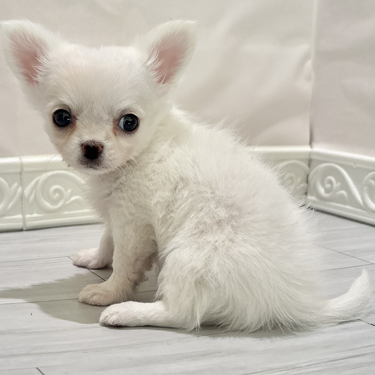 愛知県のチワワ(ロング) (犬の家＆猫の里春日井本店/2025年10月28日生まれ/女の子/クリーム)の子犬の1枚目の画像