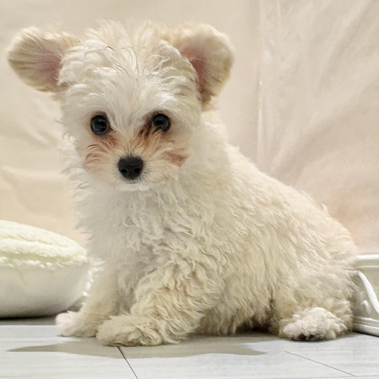 愛知県のチワプー/プーチー(チワワ×プードル) (犬の家＆猫の里春日井本店/2025年10月28日生まれ/女の子/クリームホワイト)の子犬の1枚目の画像