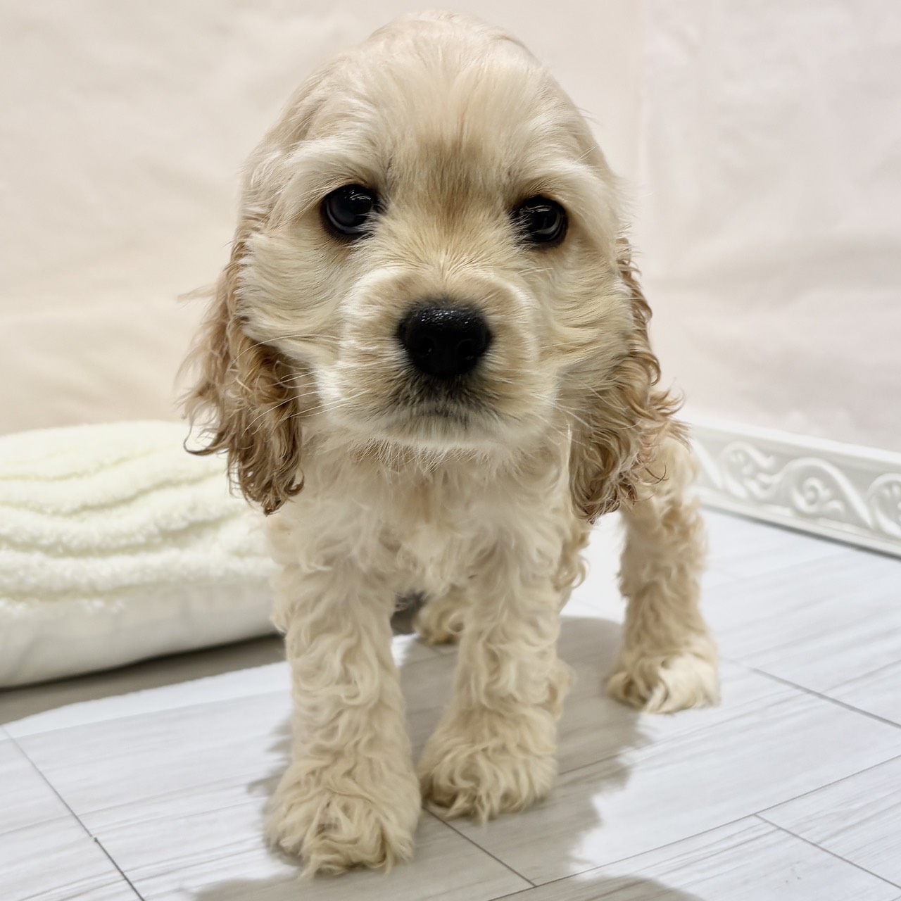 愛知県のアメリカンコッカースパニエル (犬の家＆猫の里春日井本店/2025年11月1日生まれ/女の子/バフ)の子犬の1枚目の画像