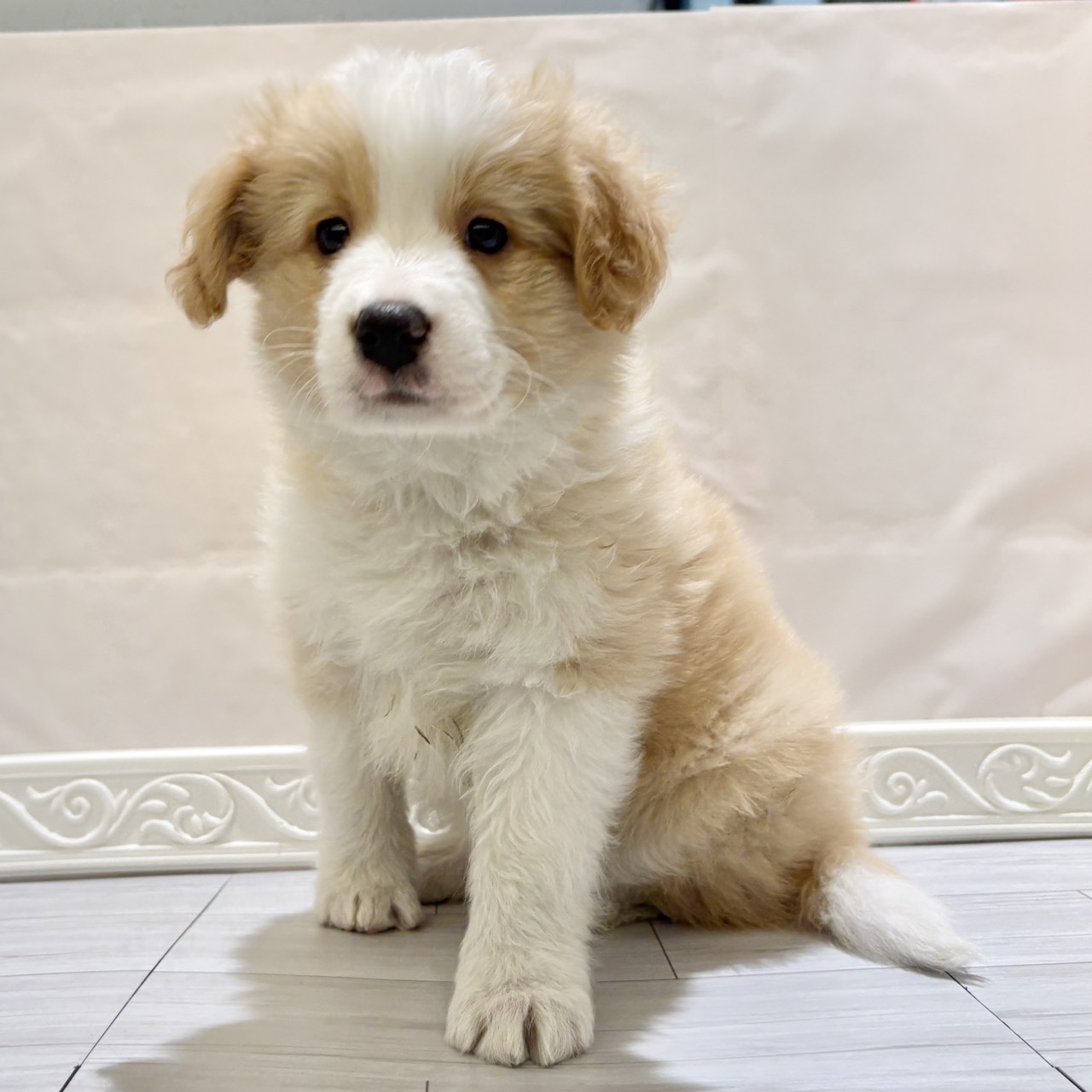 愛知県のボーダーコリー (犬の家＆猫の里春日井本店/2025年11月3日生まれ/女の子/クリームホワイト)の子犬