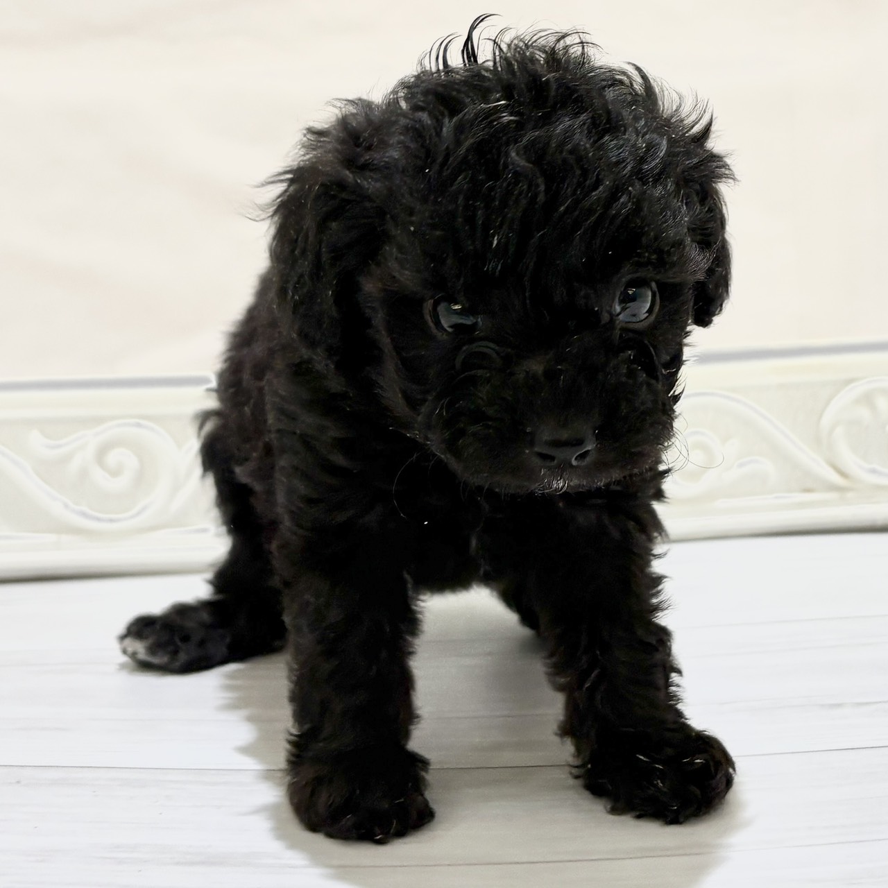 愛知県のマルプー(マルチーズ×プードル) (犬の家＆猫の里春日井本店/2025年11月3日生まれ/女の子/シルバー)の子犬