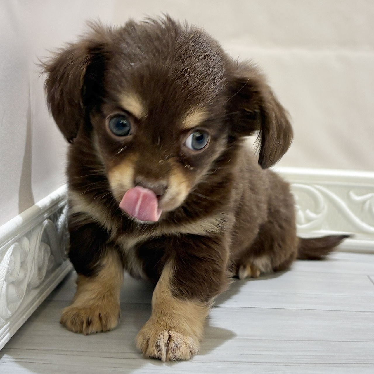 愛知県のチワックス(チワワ×ダックス) (犬の家＆猫の里春日井本店/2025年11月3日生まれ/女の子/チョコレートタン)の子犬