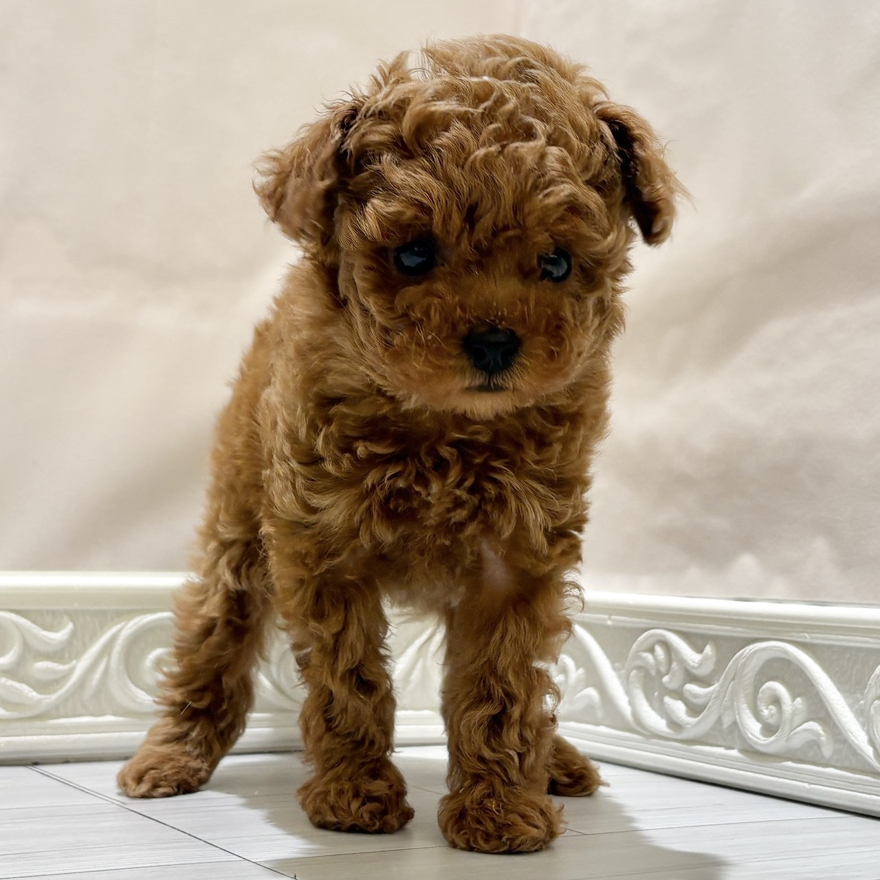 愛知県のトイプードル(トイ) (犬の家＆猫の里春日井本店/2025年11月2日生まれ/女の子/レッドフォーン)の子犬