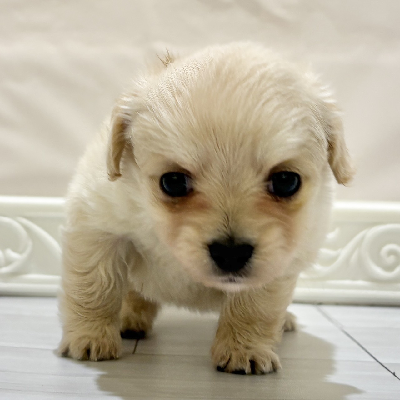 愛知県のチワックス(チワワ×ダックス) (犬の家＆猫の里春日井本店/2025年11月3日生まれ/女の子/クリーム)の子犬の1枚目の画像